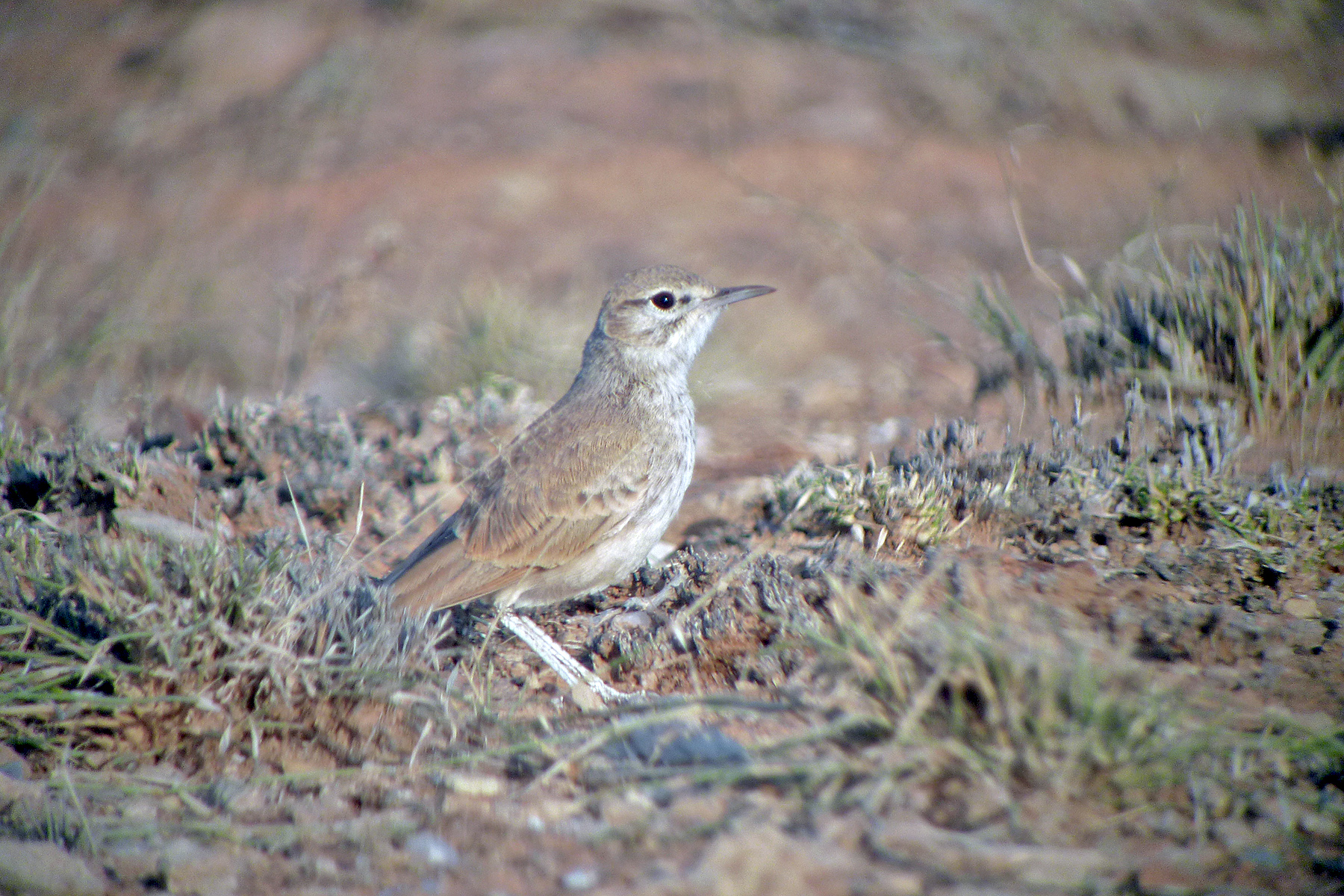 Somaliland & Djibouti Birding Tours - Birdwatching - Birdquest