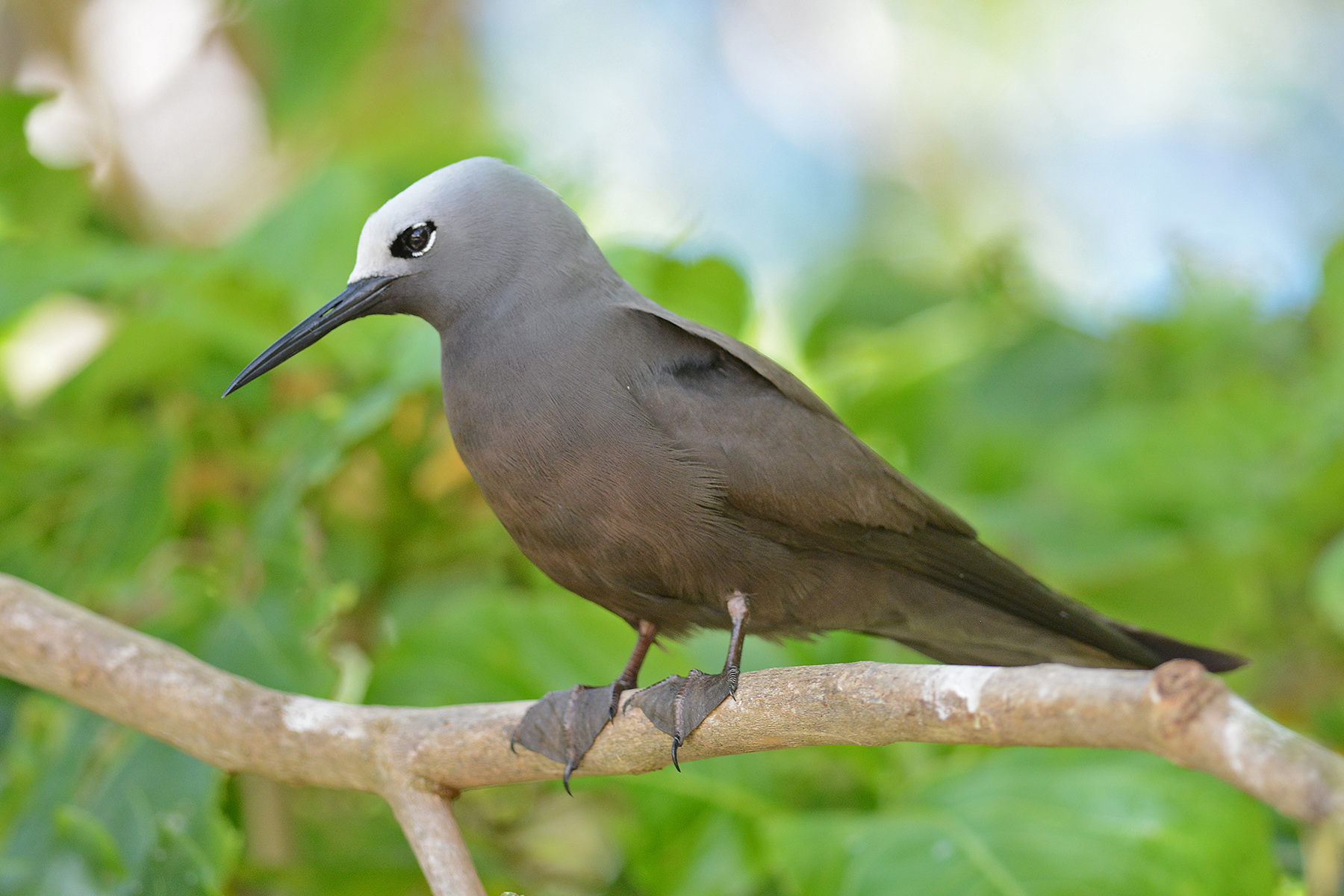 Seychelles Birding Tours - Mauritius - Réunion - Birdquest