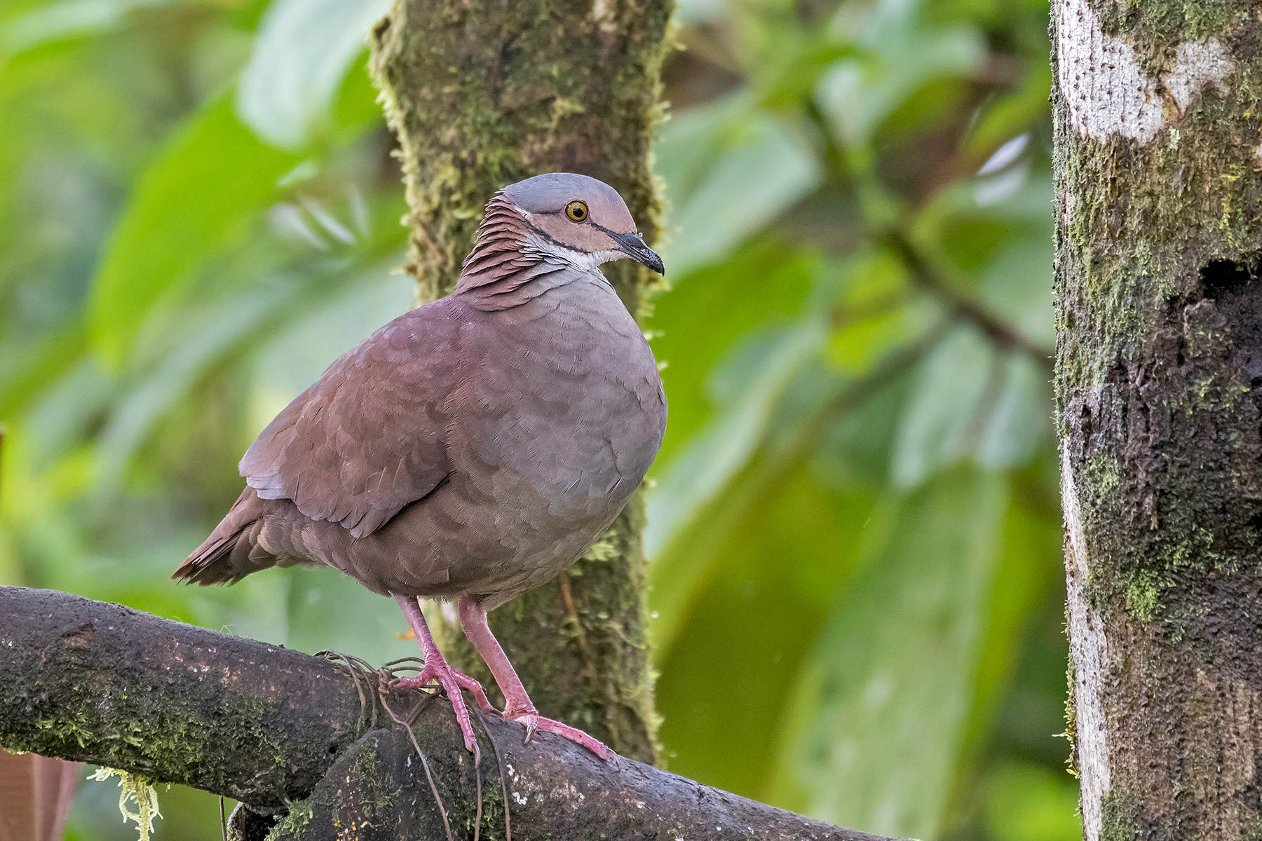 Lined Quail-Dove in Ecuador (image by Pete Morris)