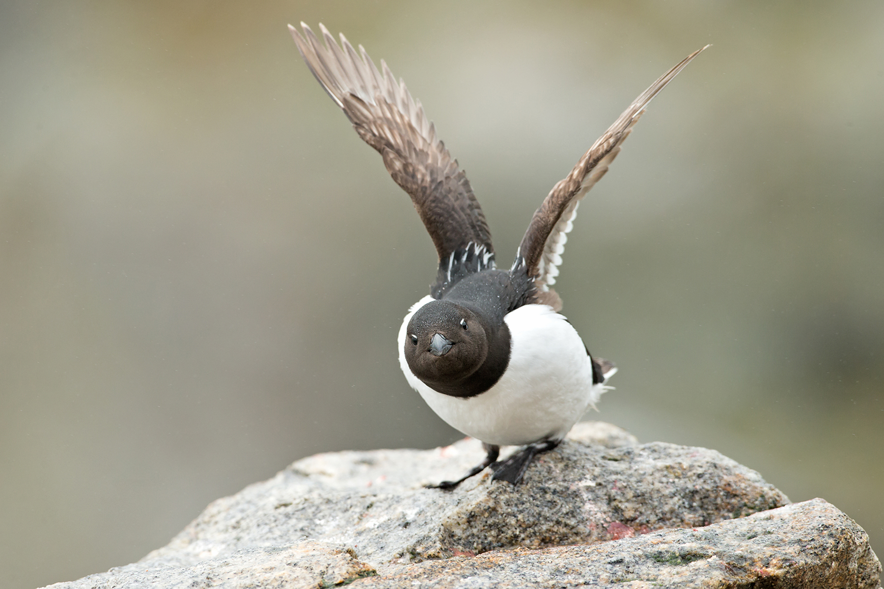 svalbard birding tours