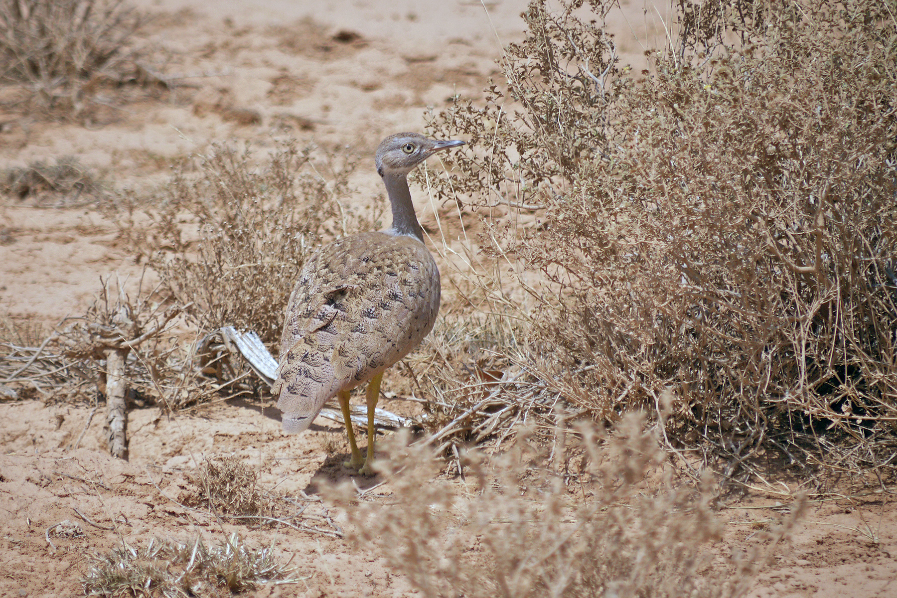 Somaliland & Djibouti Birding Tours - Birdwatching - Birdquest