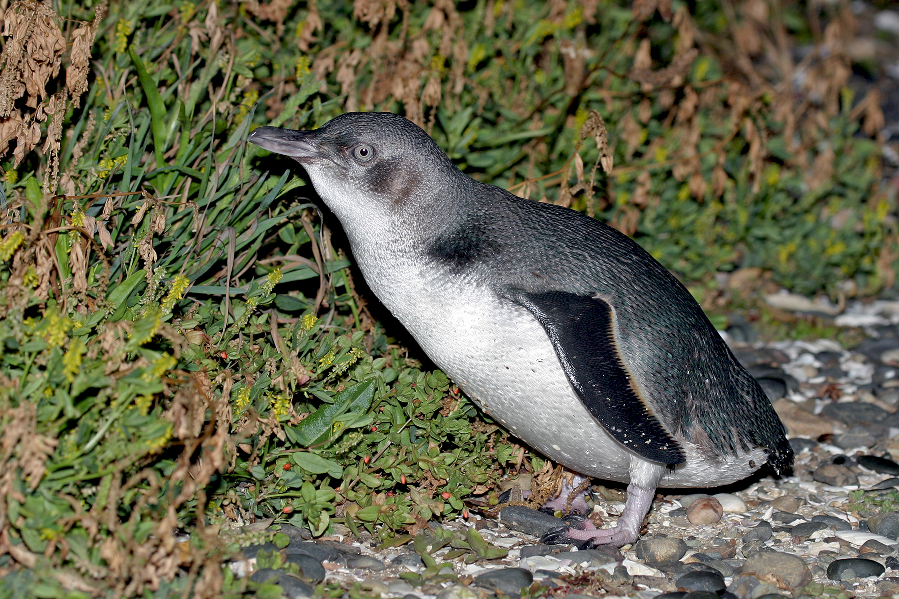 birding tours new zealand