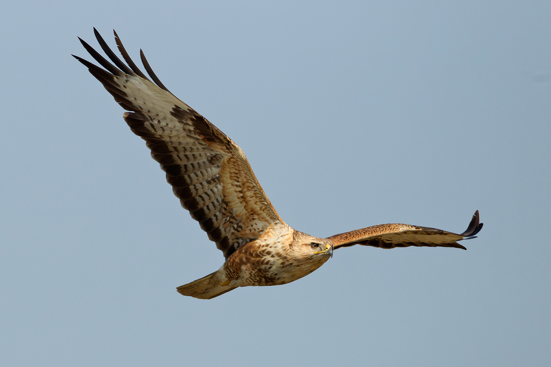 Northwest India Birding Tours - Rajasthan - Gujarat - Birdquest