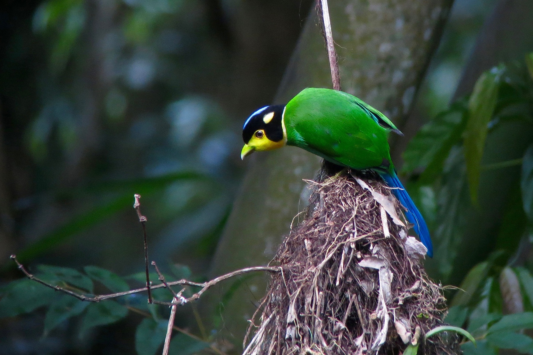 Cambodia Birding Tours Bird Watching Birds Of Laos Birdquest