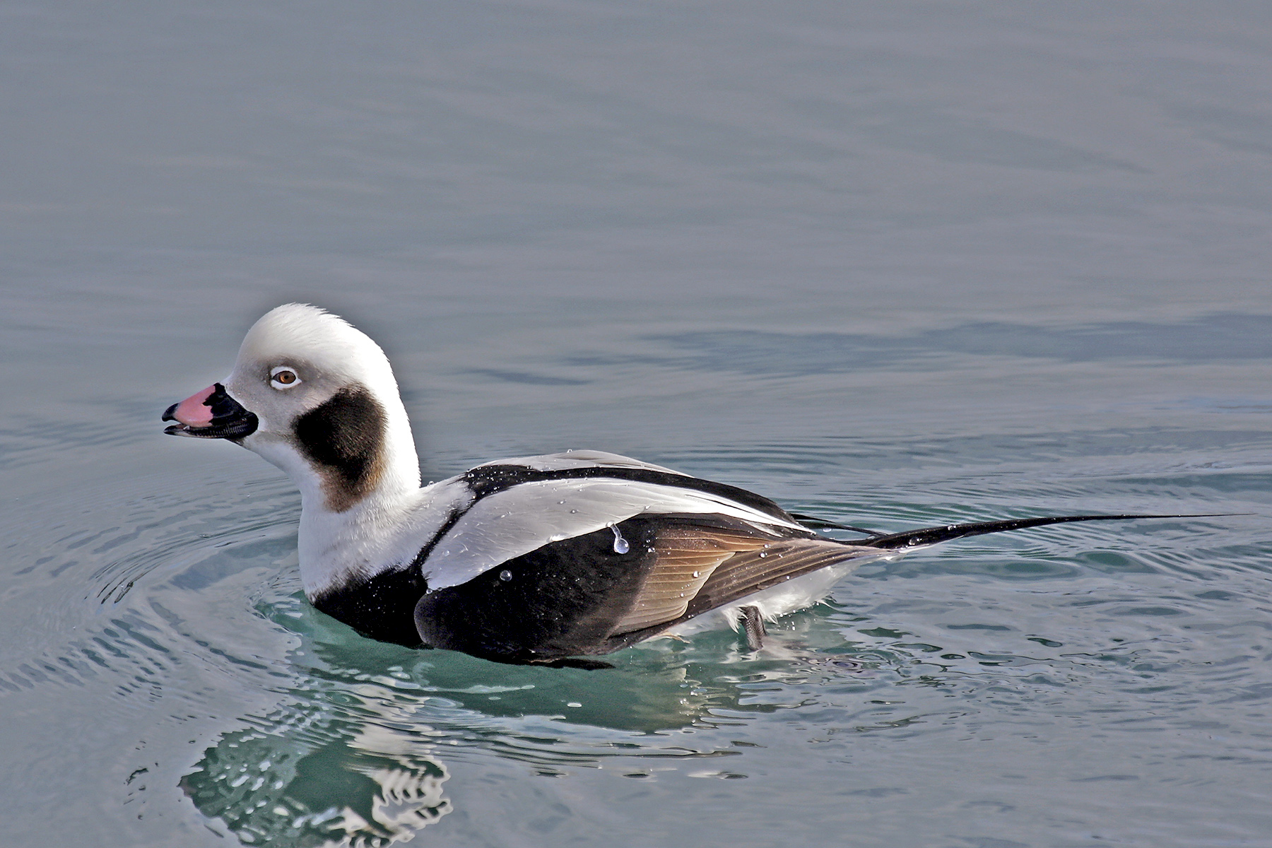 Japan Winter Birding Tours - Japan Birdwatching Tours - Birdquest