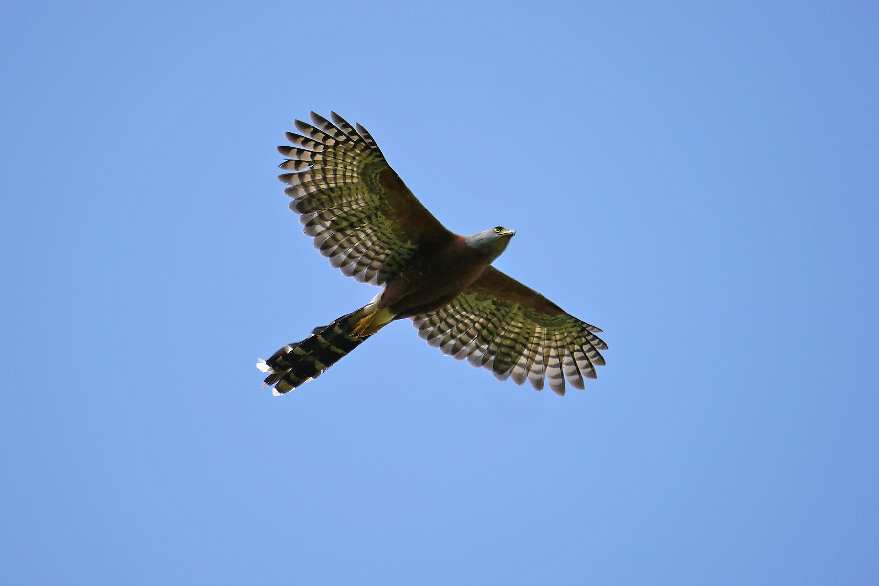 Best of Ghana Birding Tours - Ghana Birdwatching Tours - Birdquest