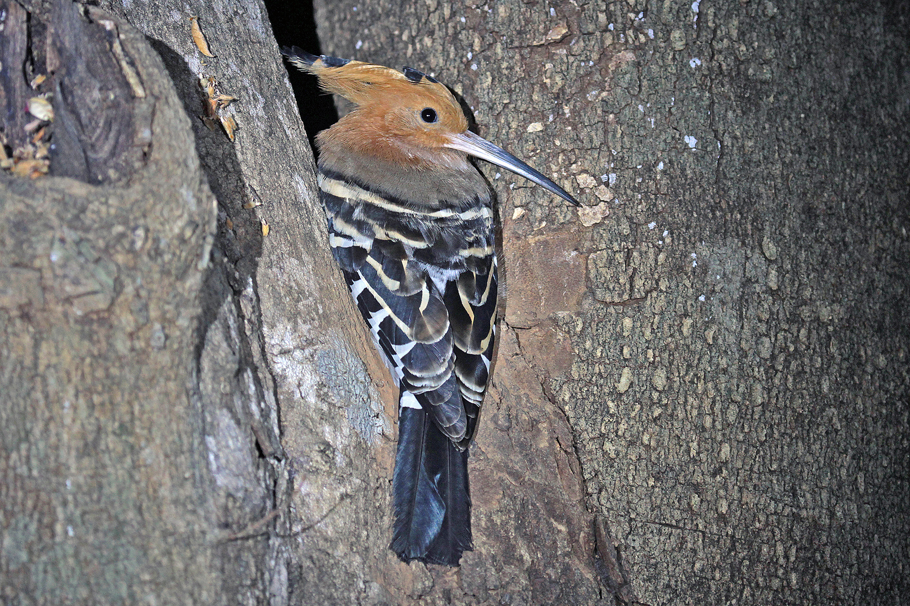 Madagascar Birding Tours - Birdwatching Tours - Birdquest