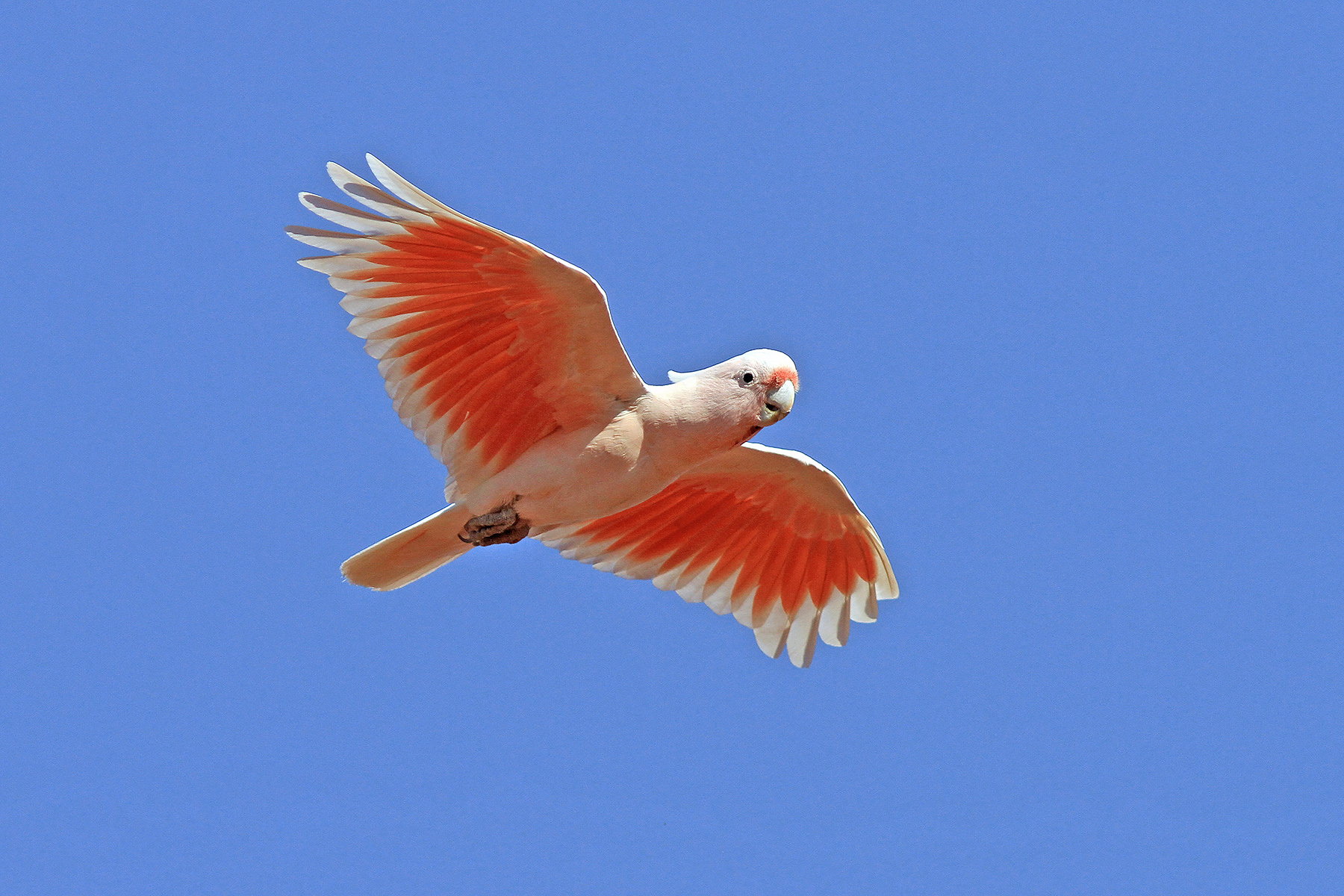 Queensland Birding Tours, Australia - Cape York - Birdquest