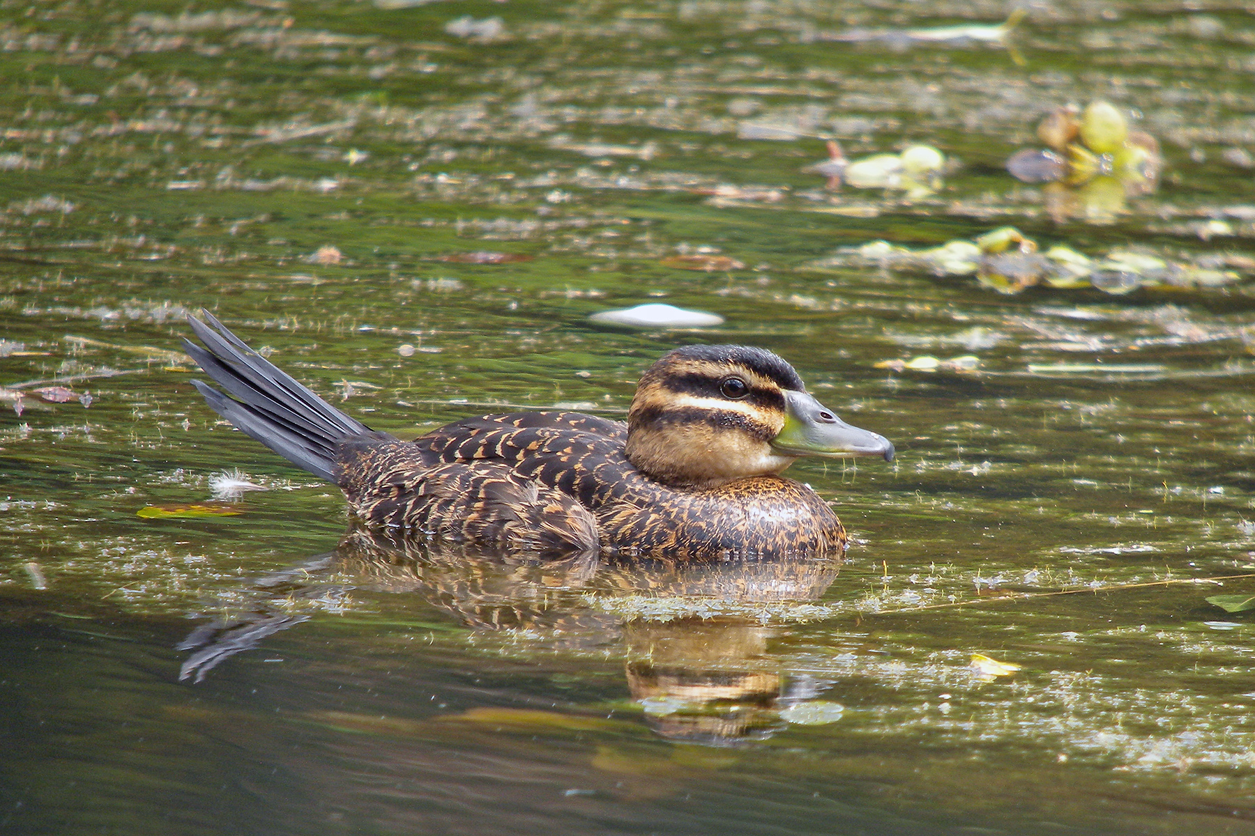 Bolivia Birding Tours - Bolivia Birdwatching Tours - Birdquest