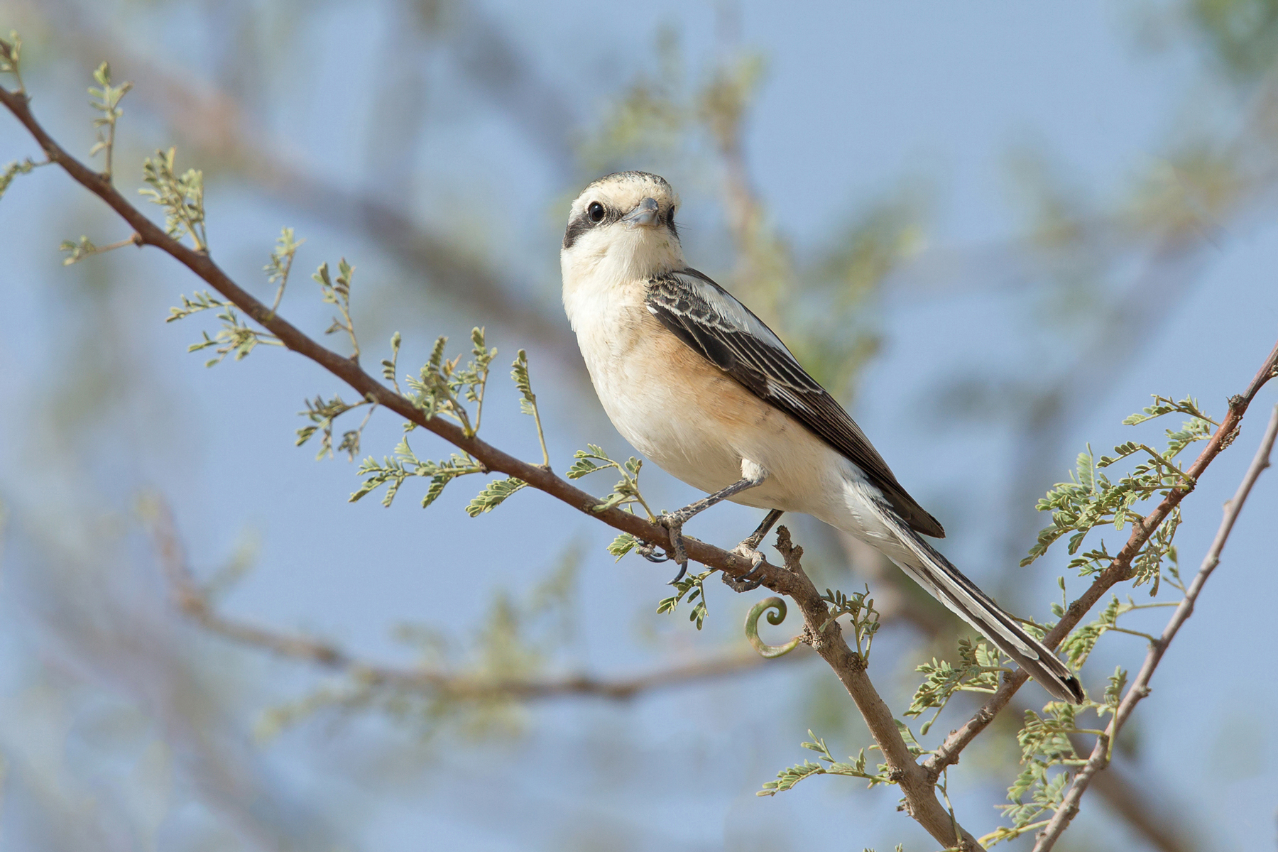 Israel Birding Tours - Israel Birdwatching Tours - Birdquest