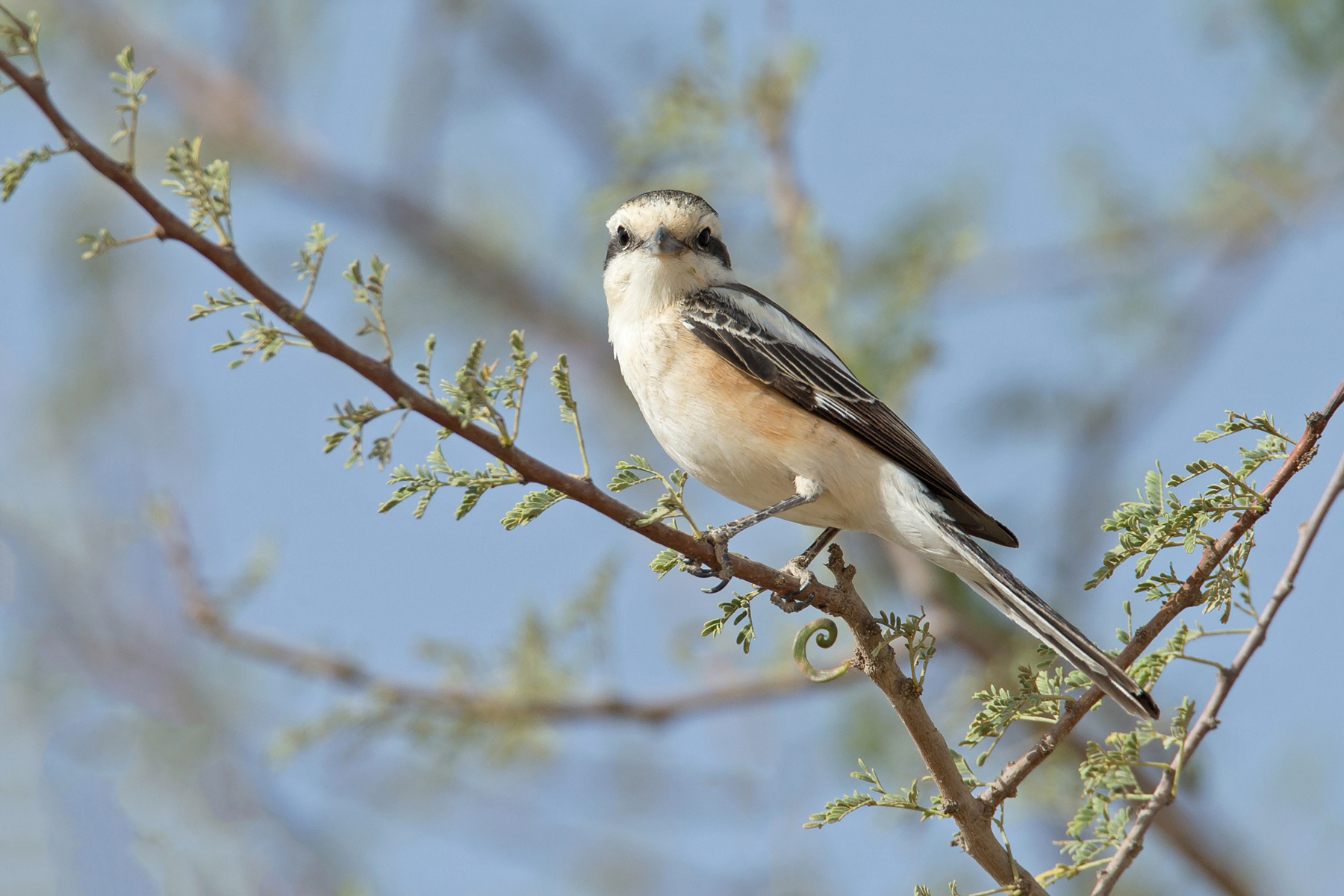 Israel Birding Tours - Israel Birdwatching Tours - Birdquest