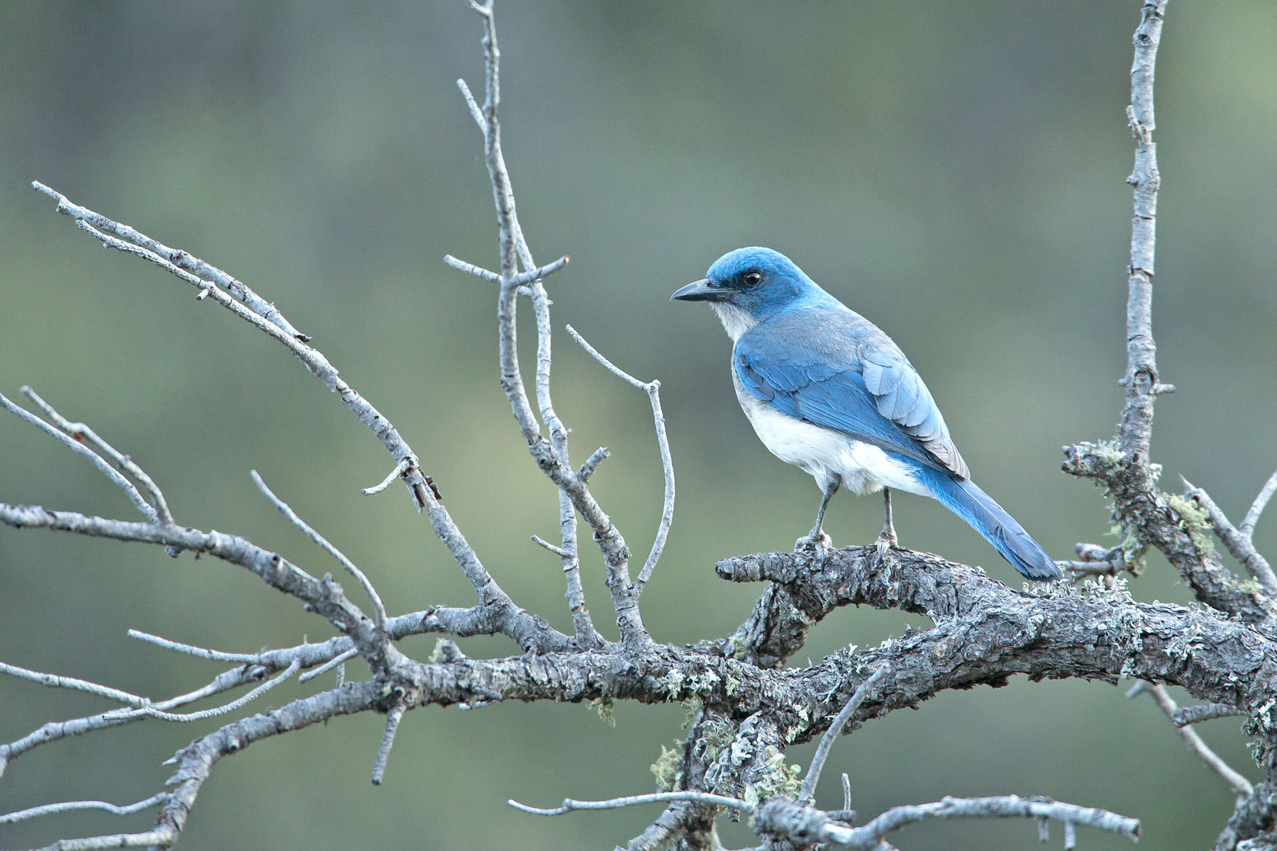 North American Birds Chickadee Cardinal Robin Blue Jay -  Israel