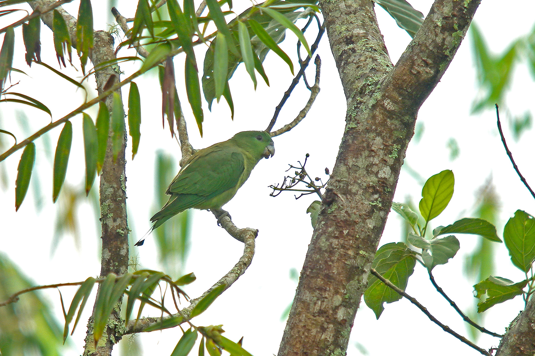 Philippines Birding Tours - Philippines Birdwatching - Birdquest