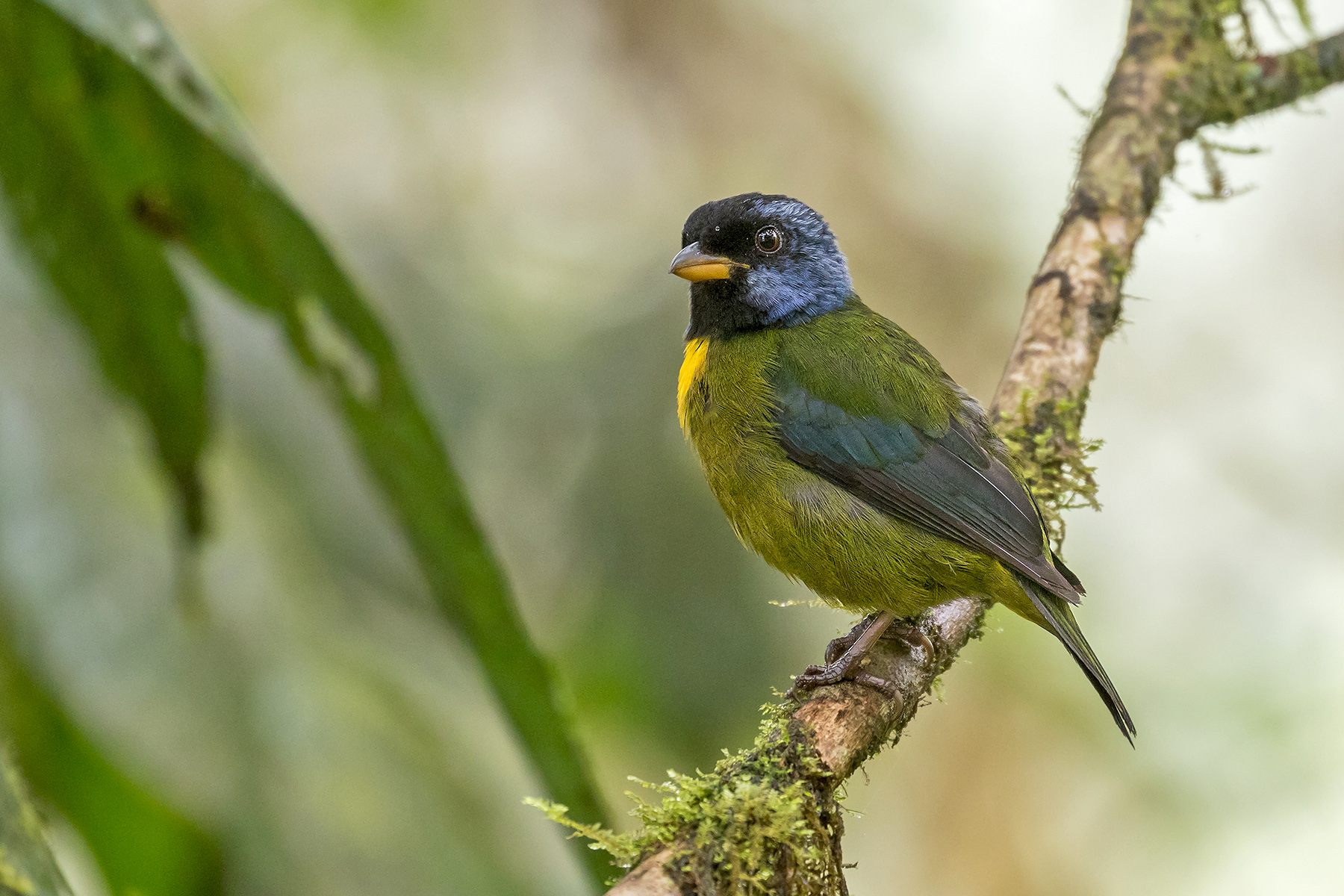 Moss-backed Tanager (image by Pete Morris)
