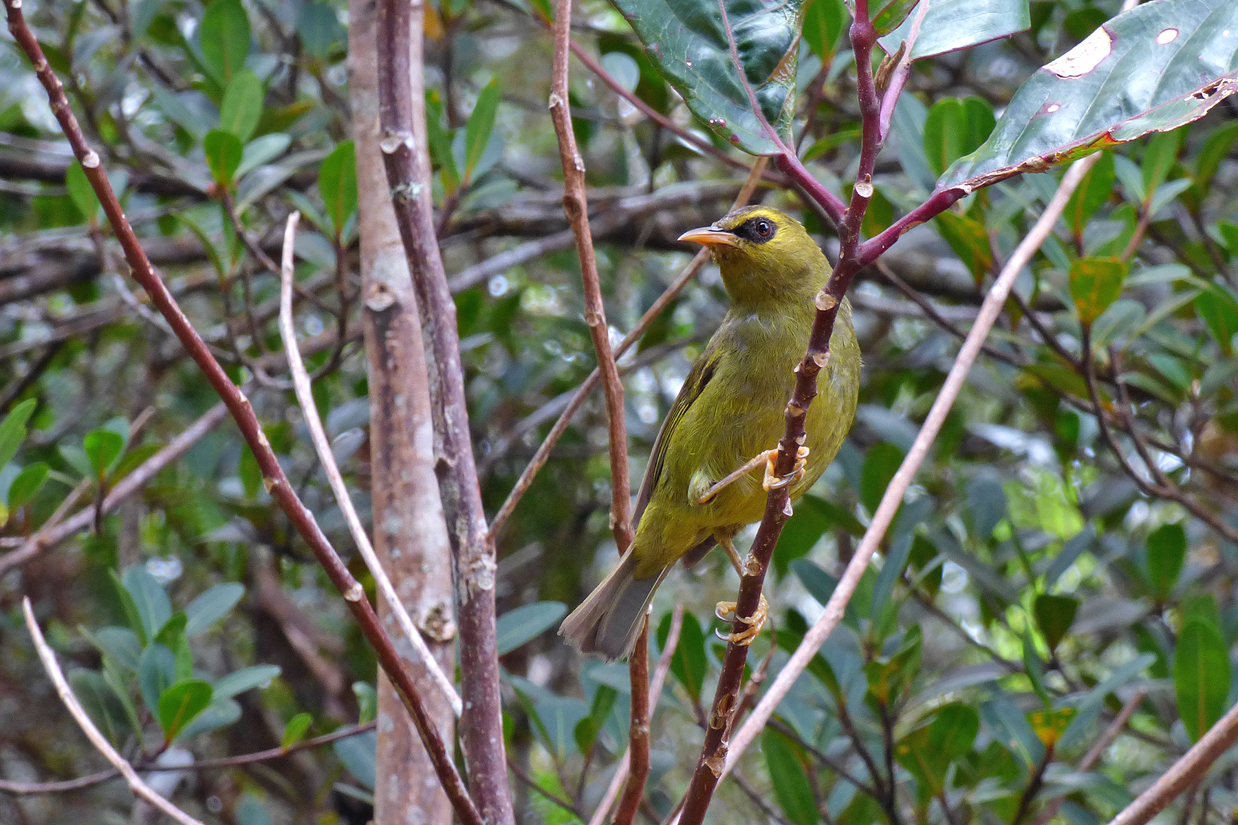 Borneo Birding Tours - Sarawak - Sabah - Malaysia - Birdquest