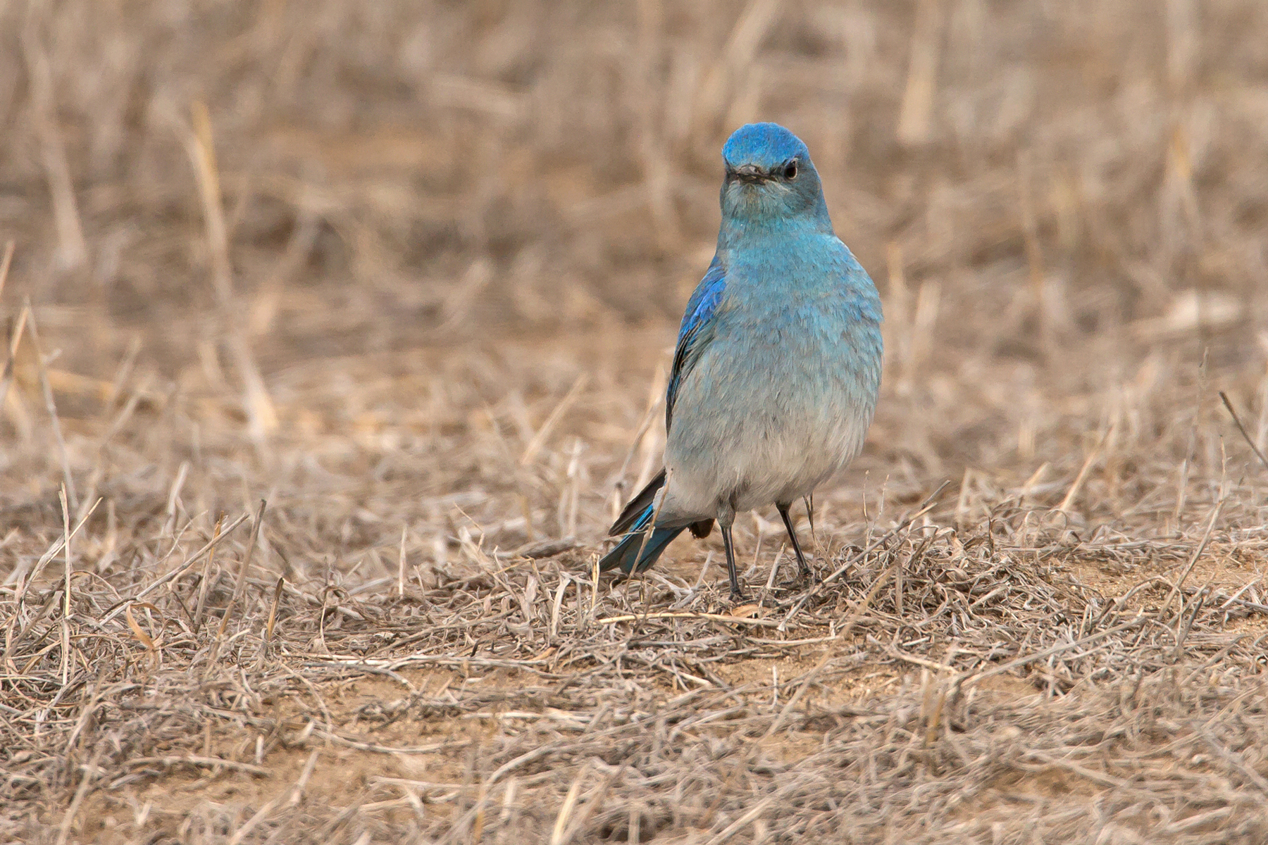 Colorado Birding Tours - Birdwatching Tours - Birdquest