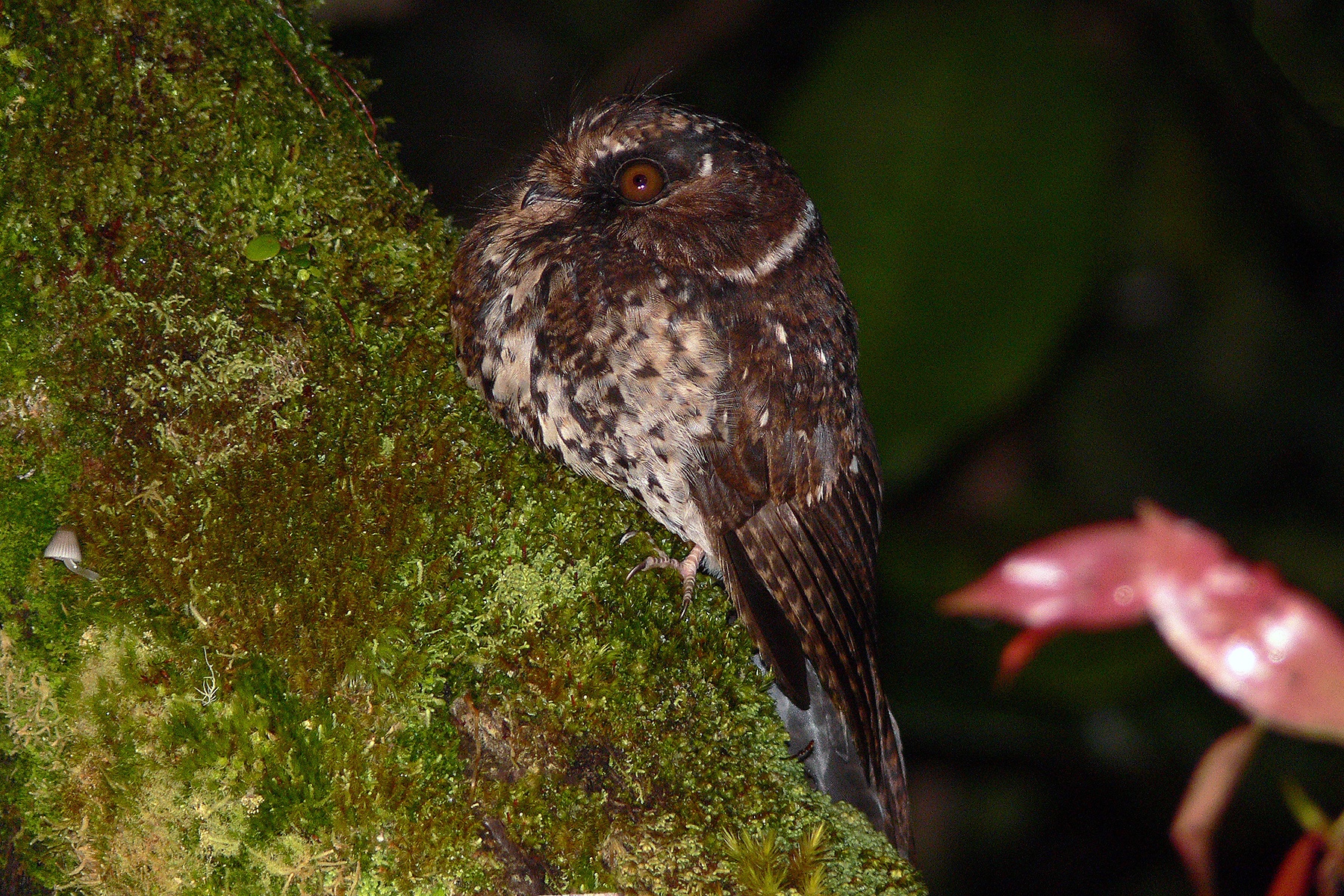 Papua New Guinea Birding Tours - Birdwatching Tours - Birdquest