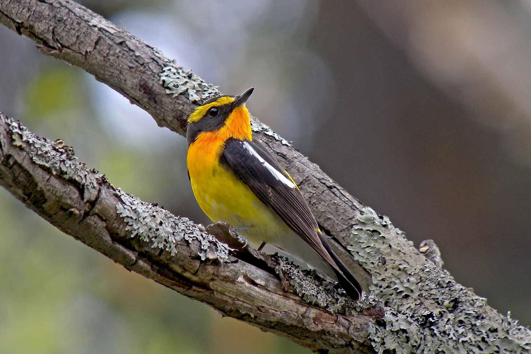 Russia Birding Tours Kamchatka Kuril Commander Islands - 