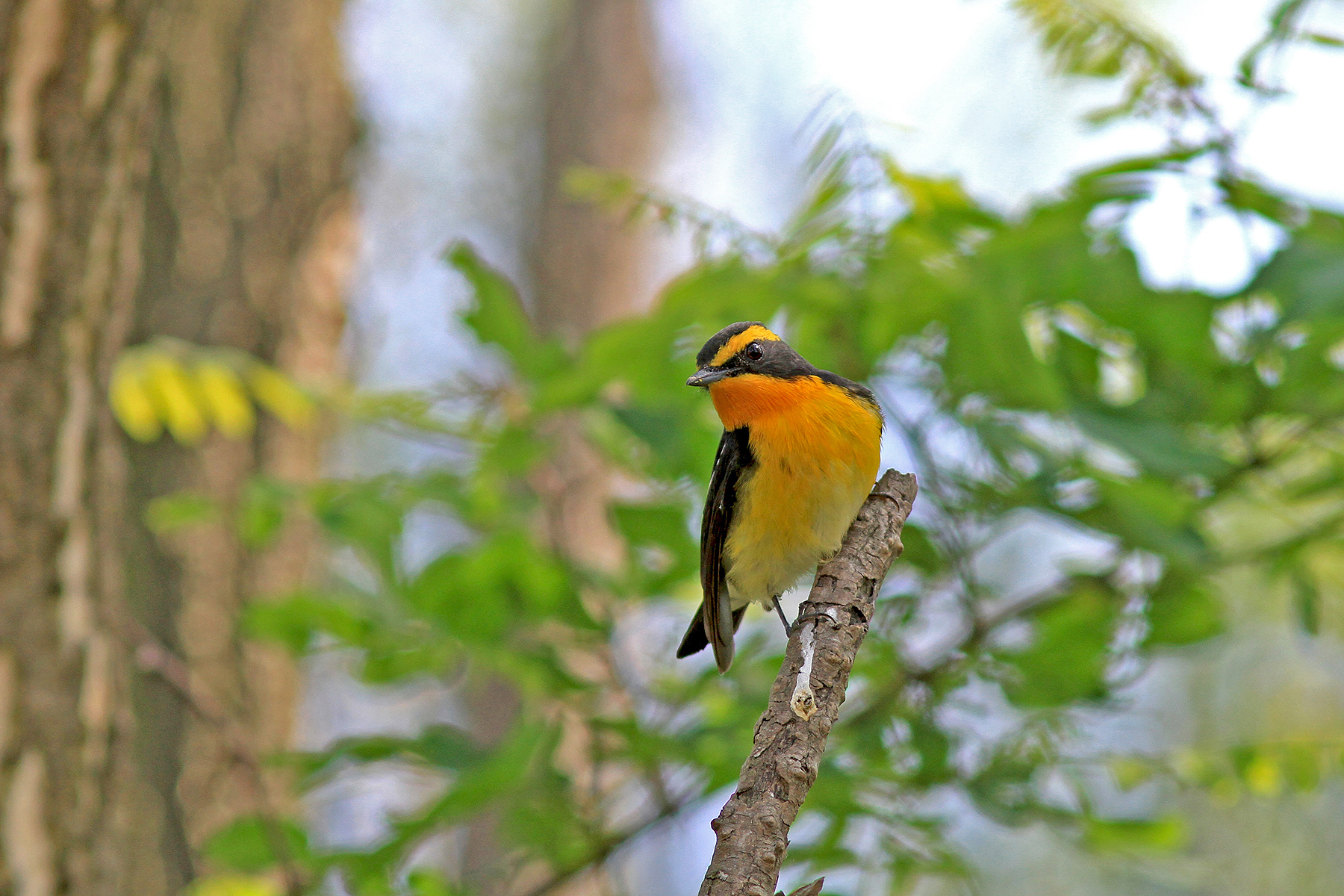 Southeast China Birding Tours Birdwatching Tours Birdquest