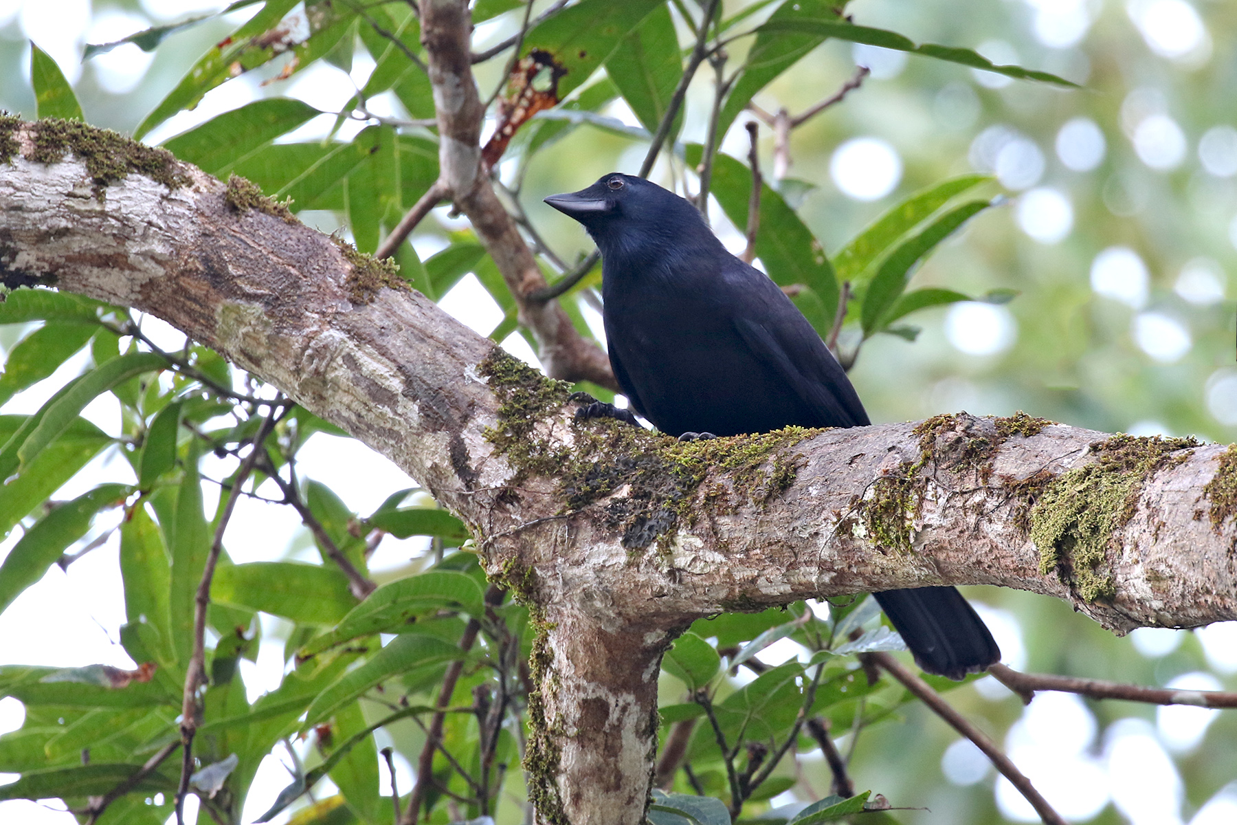 New Caledonia Birding Tours - Fiji - Vanuatu - Samoa - Birdquest