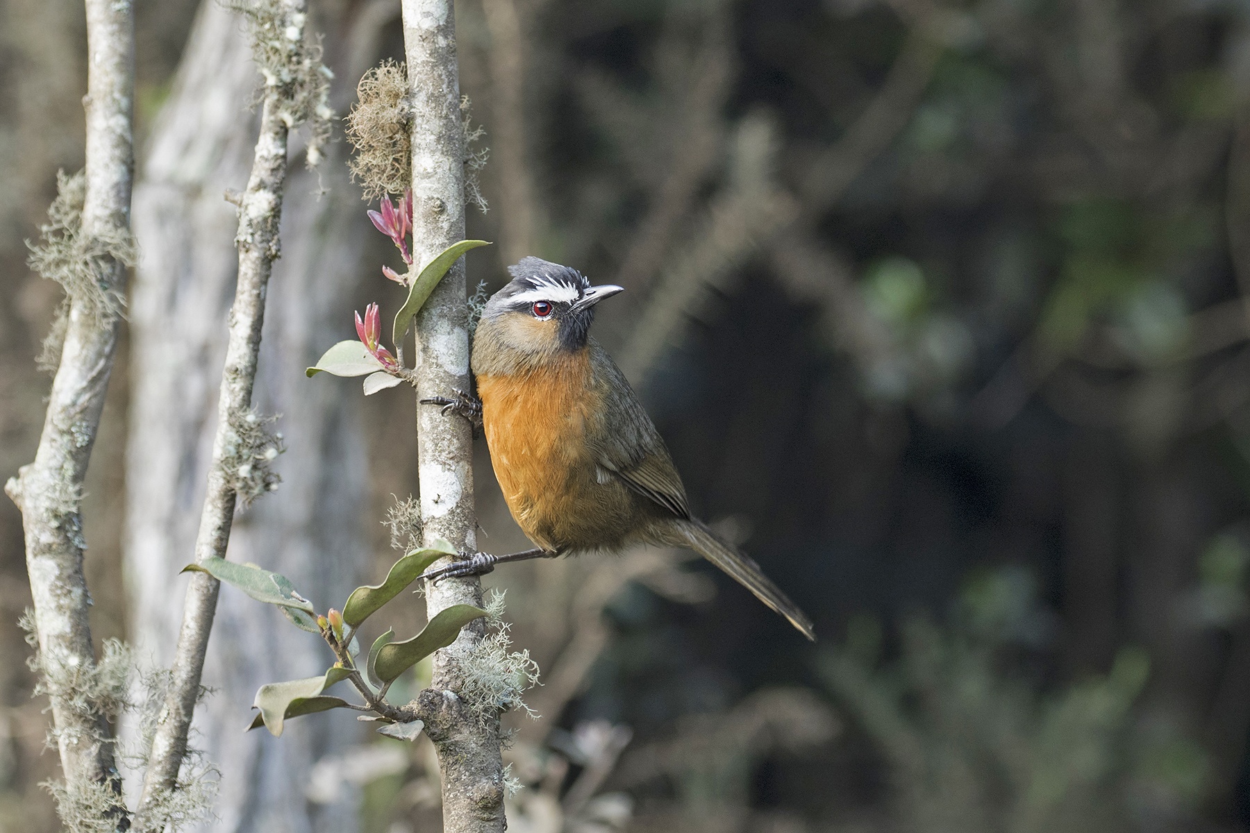 South India Birding Tours Andamans Birdwatching Tours Birdquest 6088