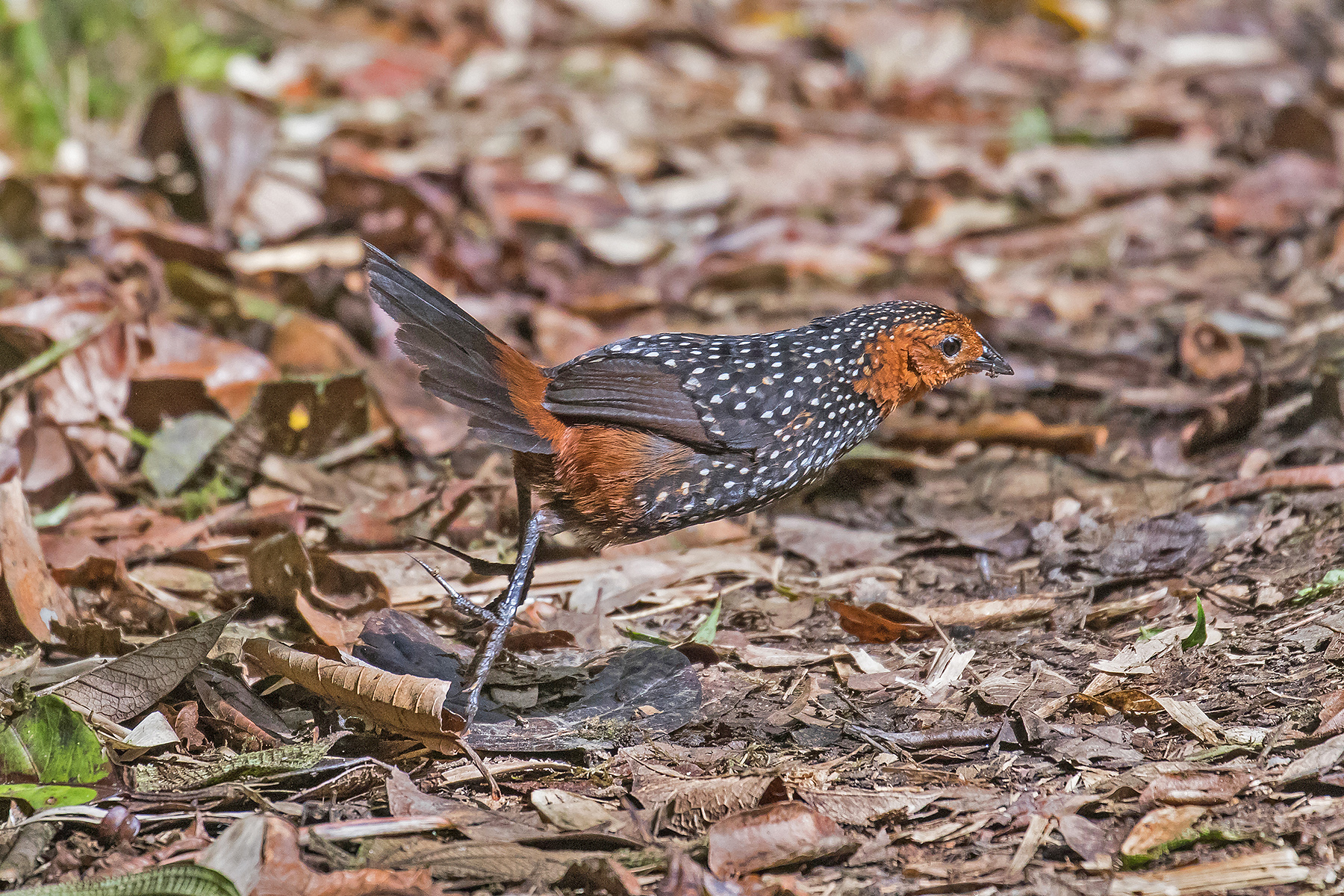 Ocellated Tapaculo in Ecuador (image by Pete Morris)