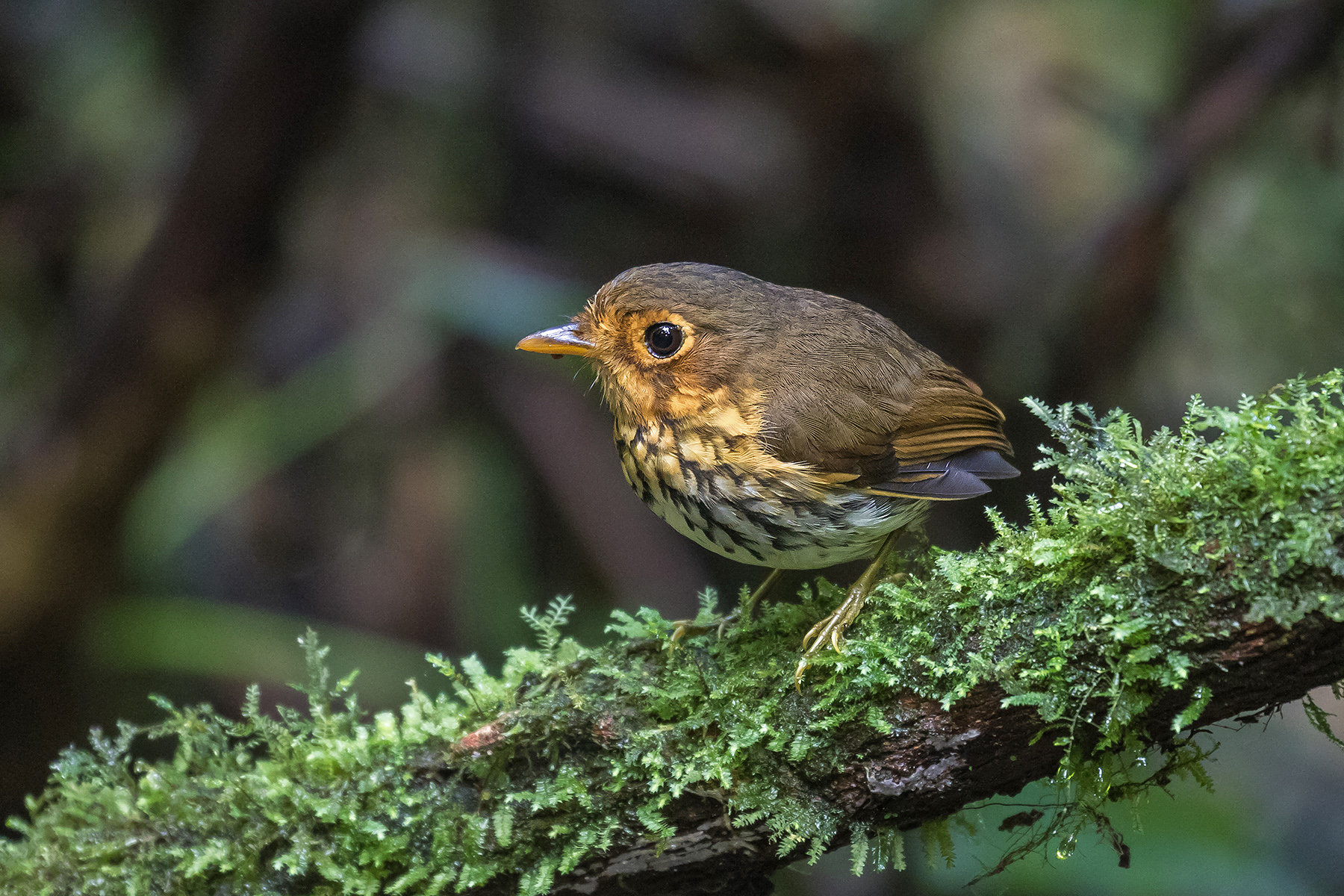Ochre-breasted Antpitta in Ecuador (image by Pete Morris)