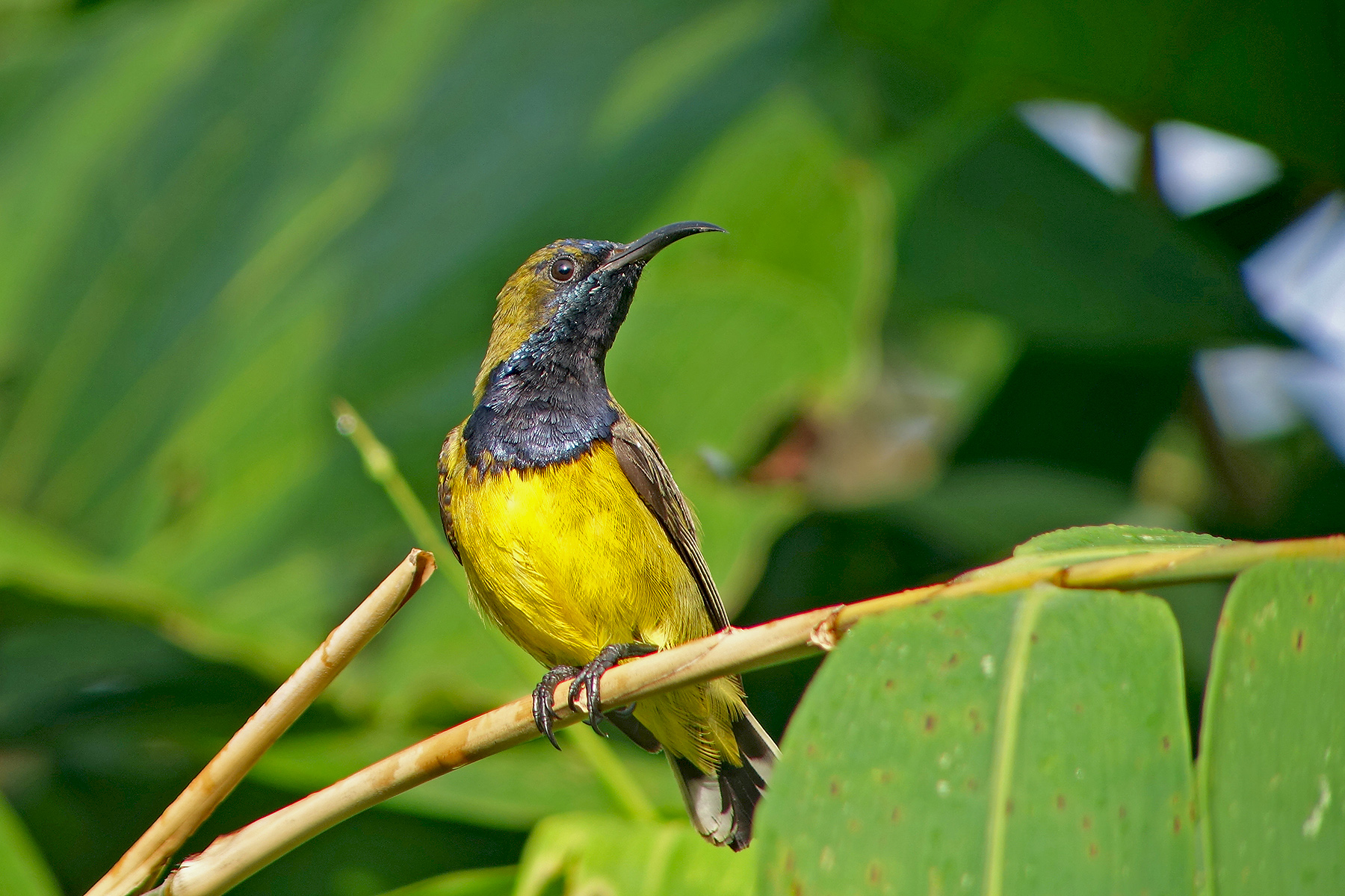 Sumatra Birding Tours, Indonesia - Java - Birdwatching - Birdquest