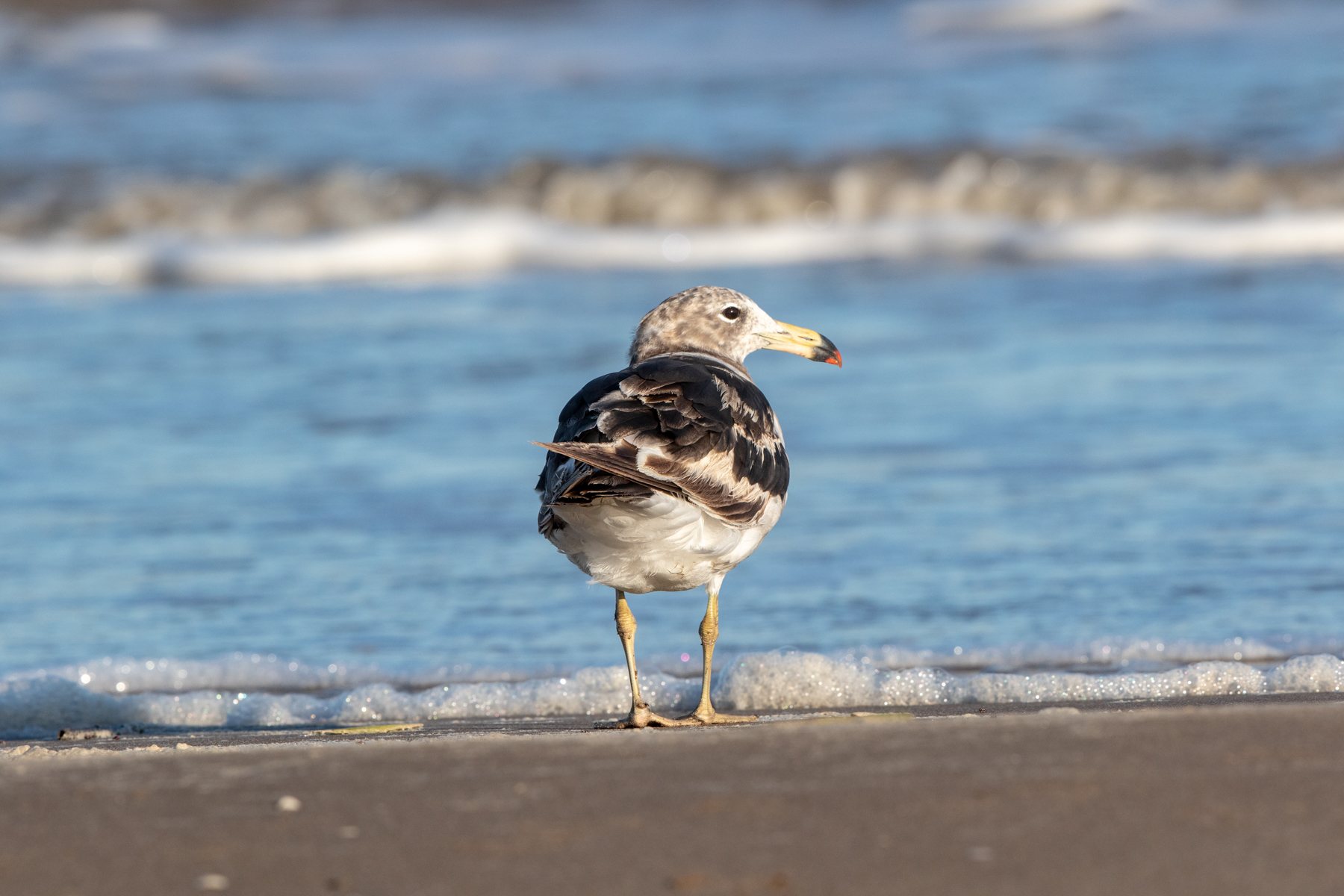 Argentina Birding Tours - Birdwatching Tours - Birdquest