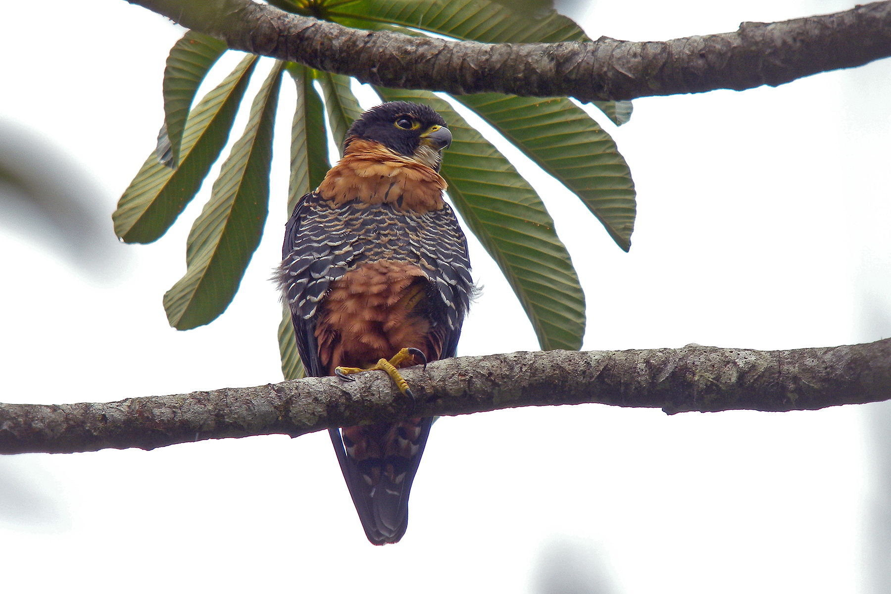 Peru Birding Tours - Bird-watching in Peru - Birdquest