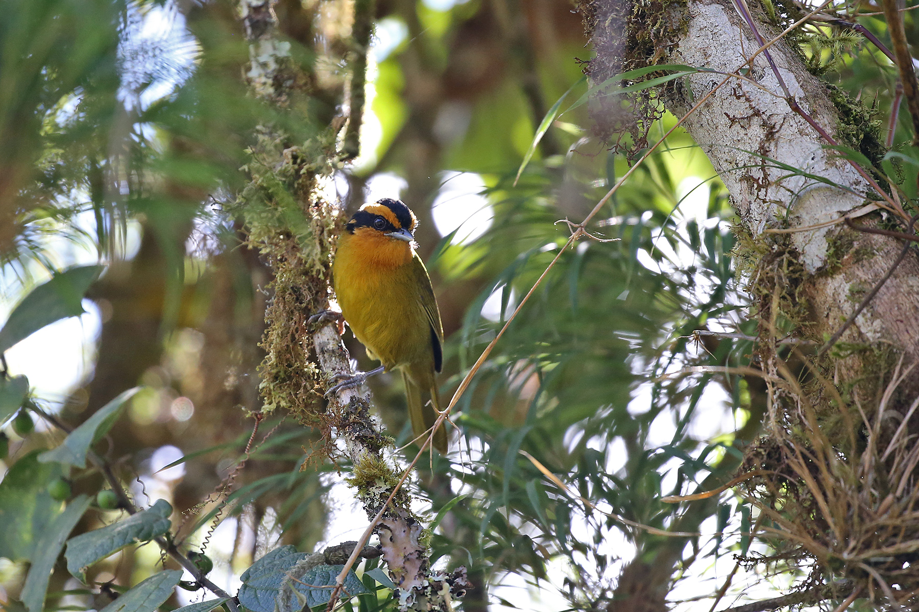 Bolivia Birding Tours - Bolivia Birdwatching Tours - Birdquest