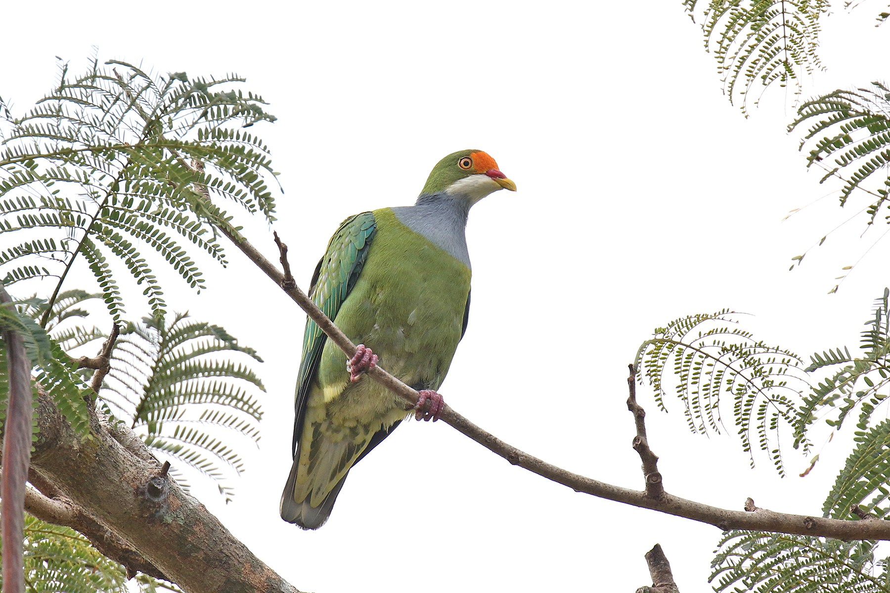 papua-new-guinea-birding-tours-birdwatching-tours-birdquest