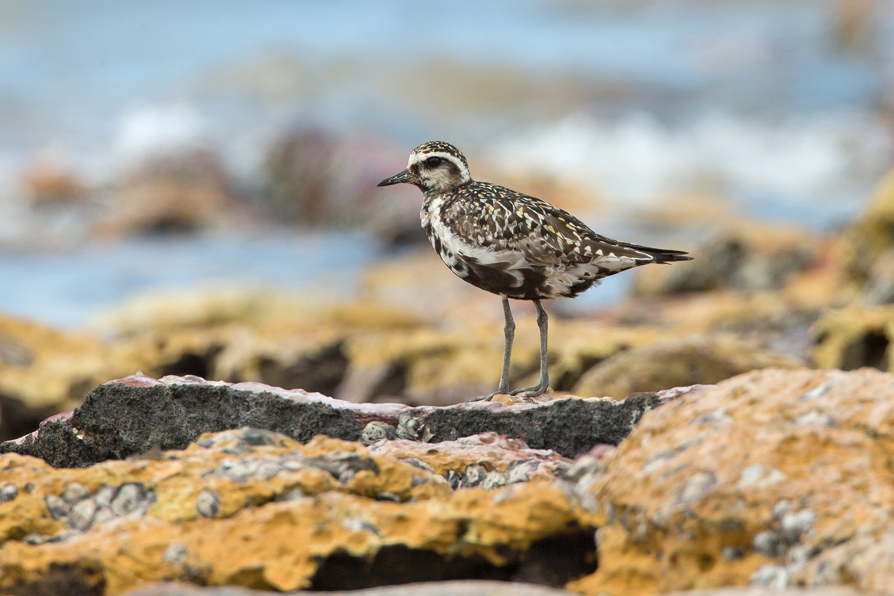 Northern Territory Birding Tours, Australia - Birdquest