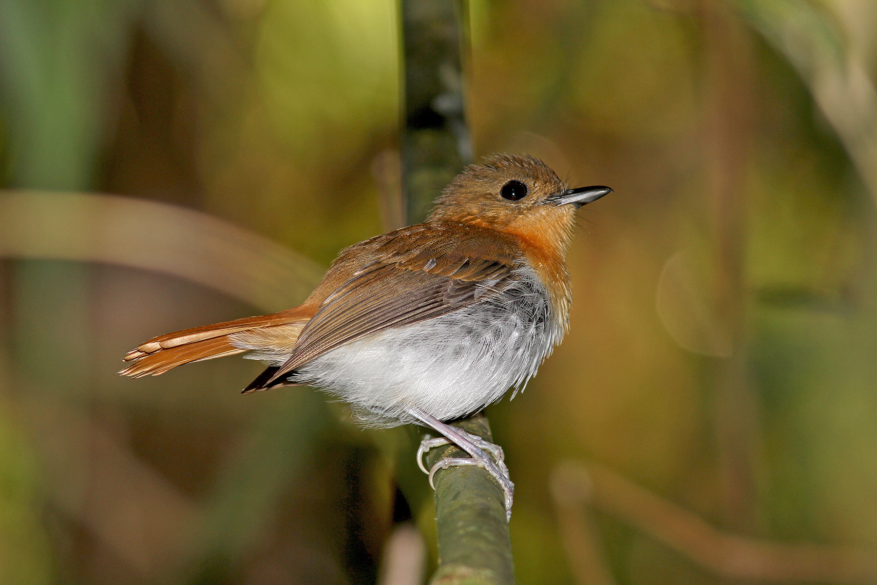 Philippines Birding Tours - Philippines Birdwatching - Birdquest