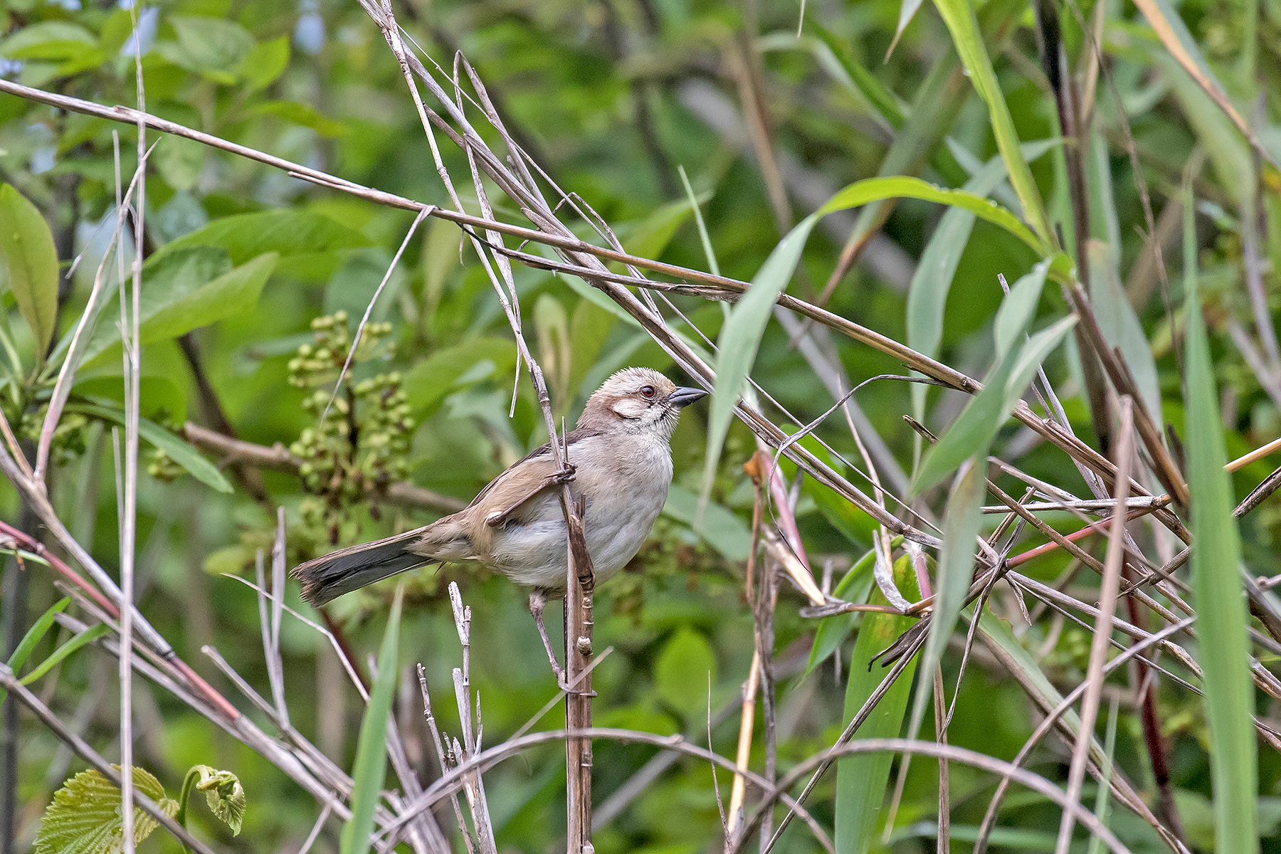 Southern Ecuador Birding Tours - Birdwatching Tours - Birdquest