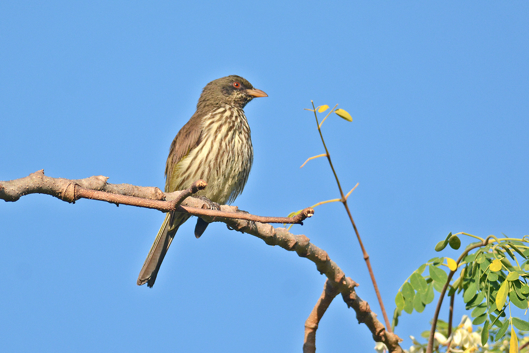 dominican-republic-birding-tours-puerto-rico-birding-tours-birdquest