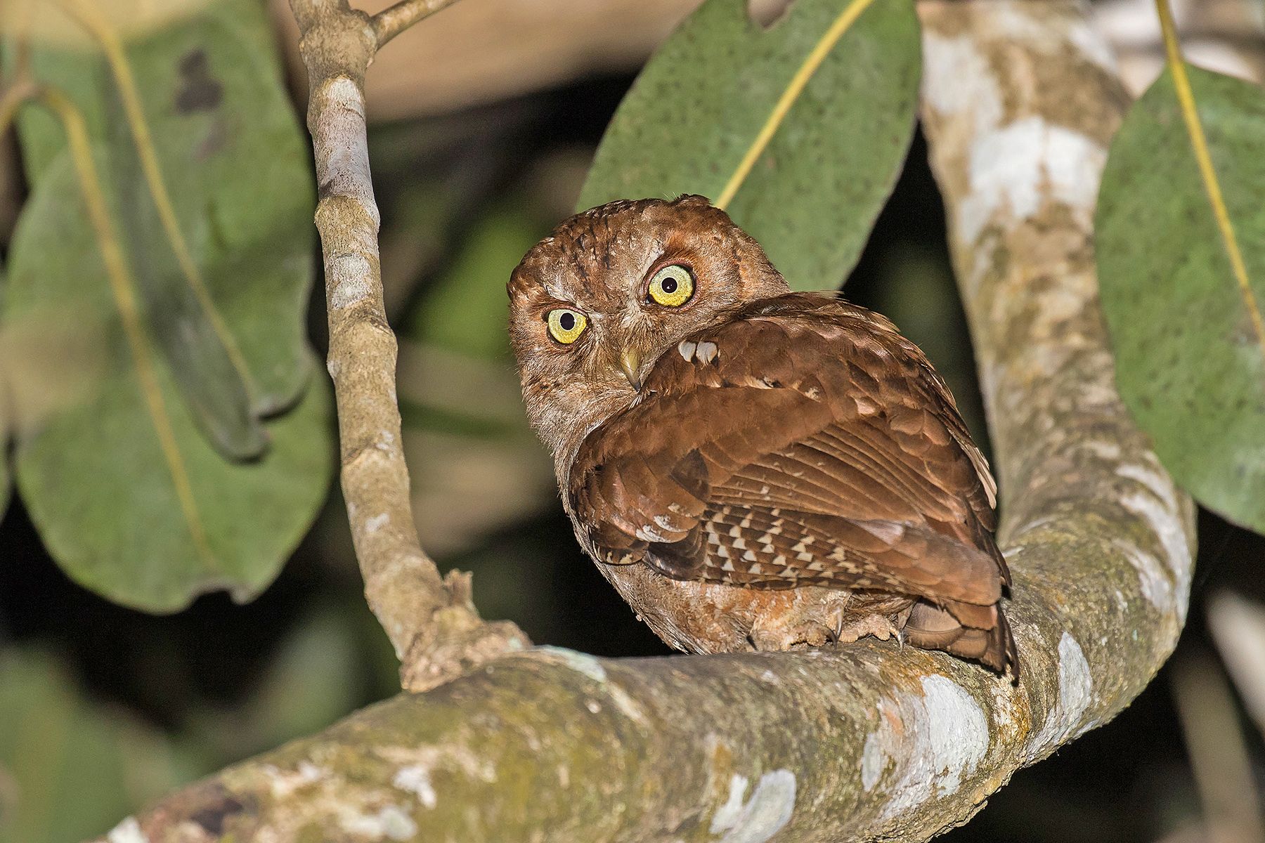 Ultimate Tanzania Birding Tours - Eastern Arc - Birdwatching - Birdquest