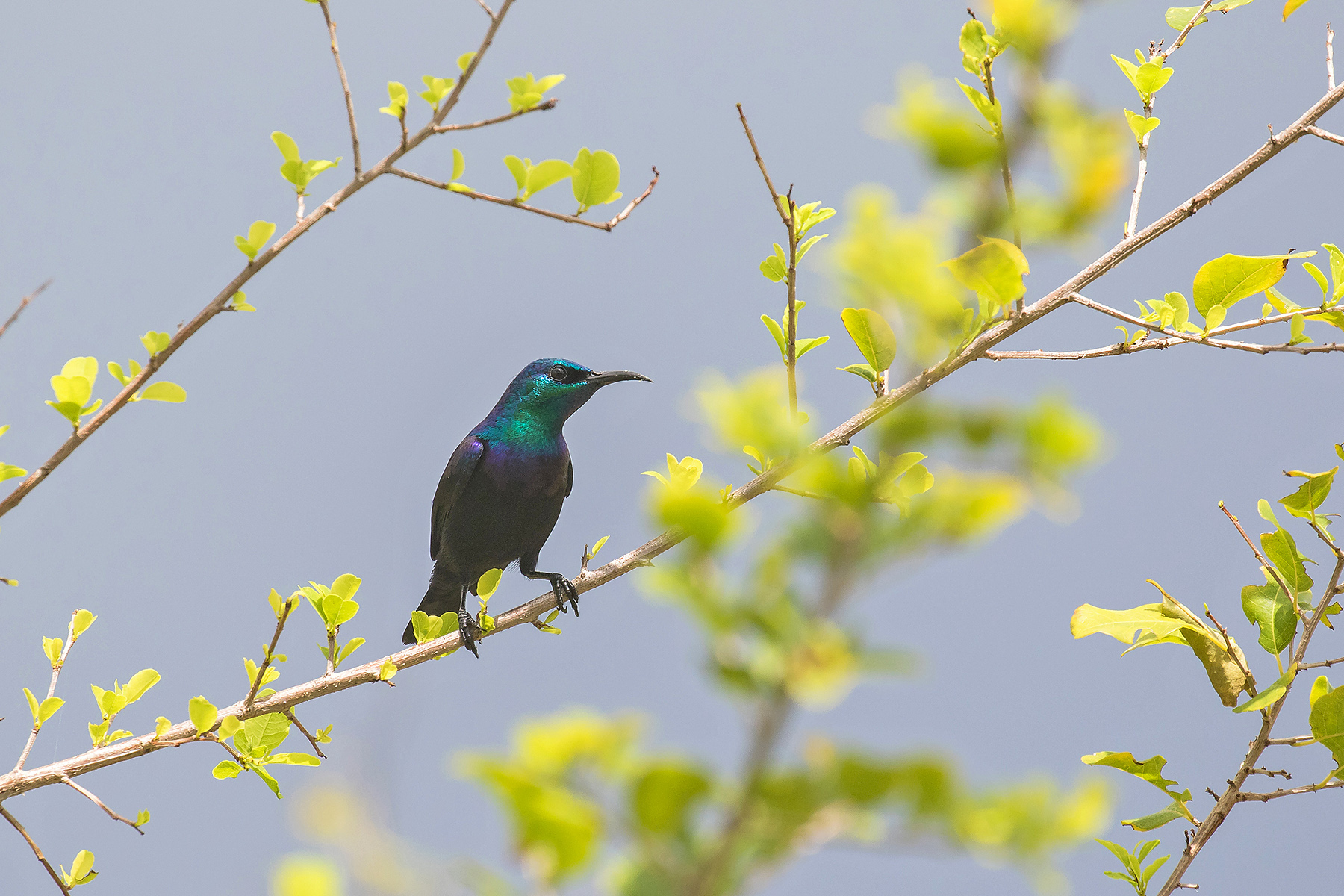 Ultimate Tanzania Birding Tours - Eastern Arc - Birdquest