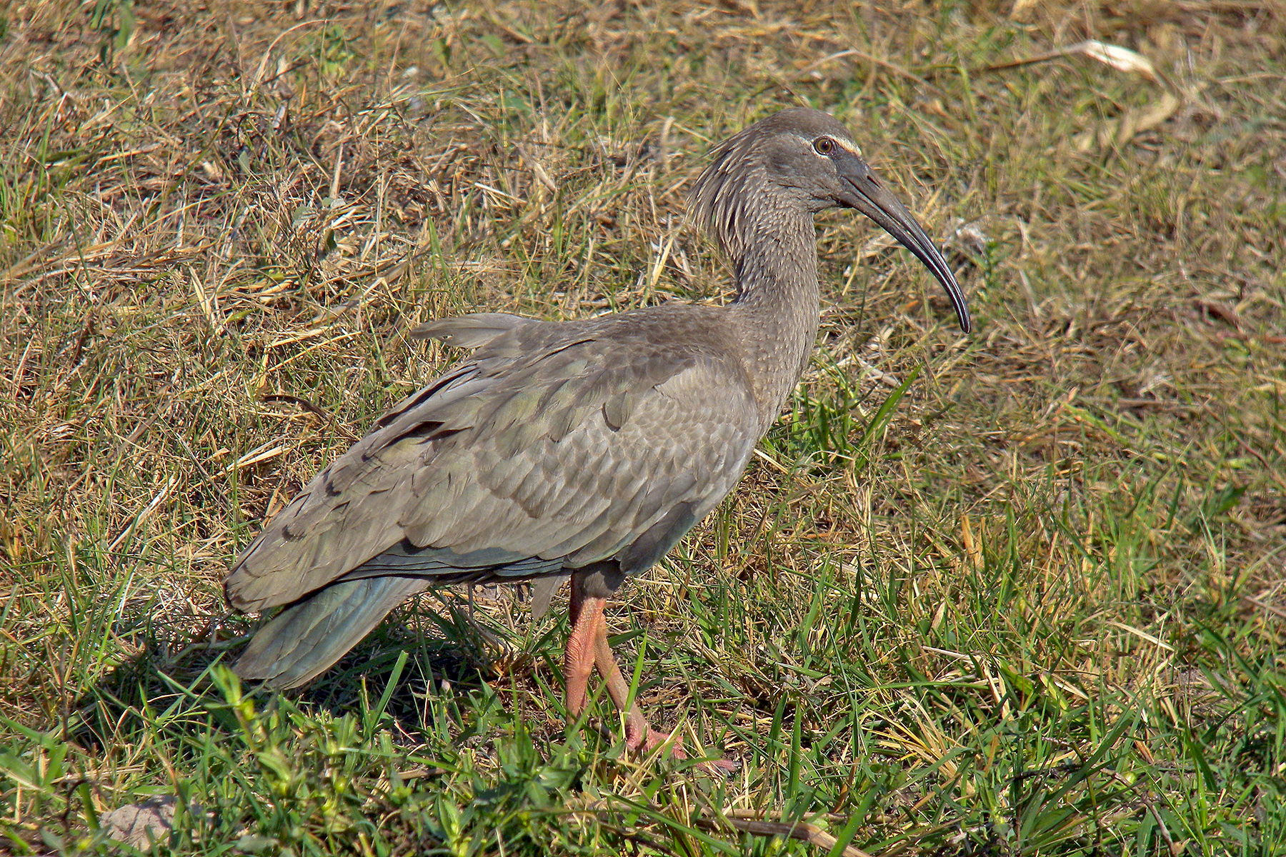 Bolivia Birding Tours - Bolivia Birdwatching Tours - Birdquest