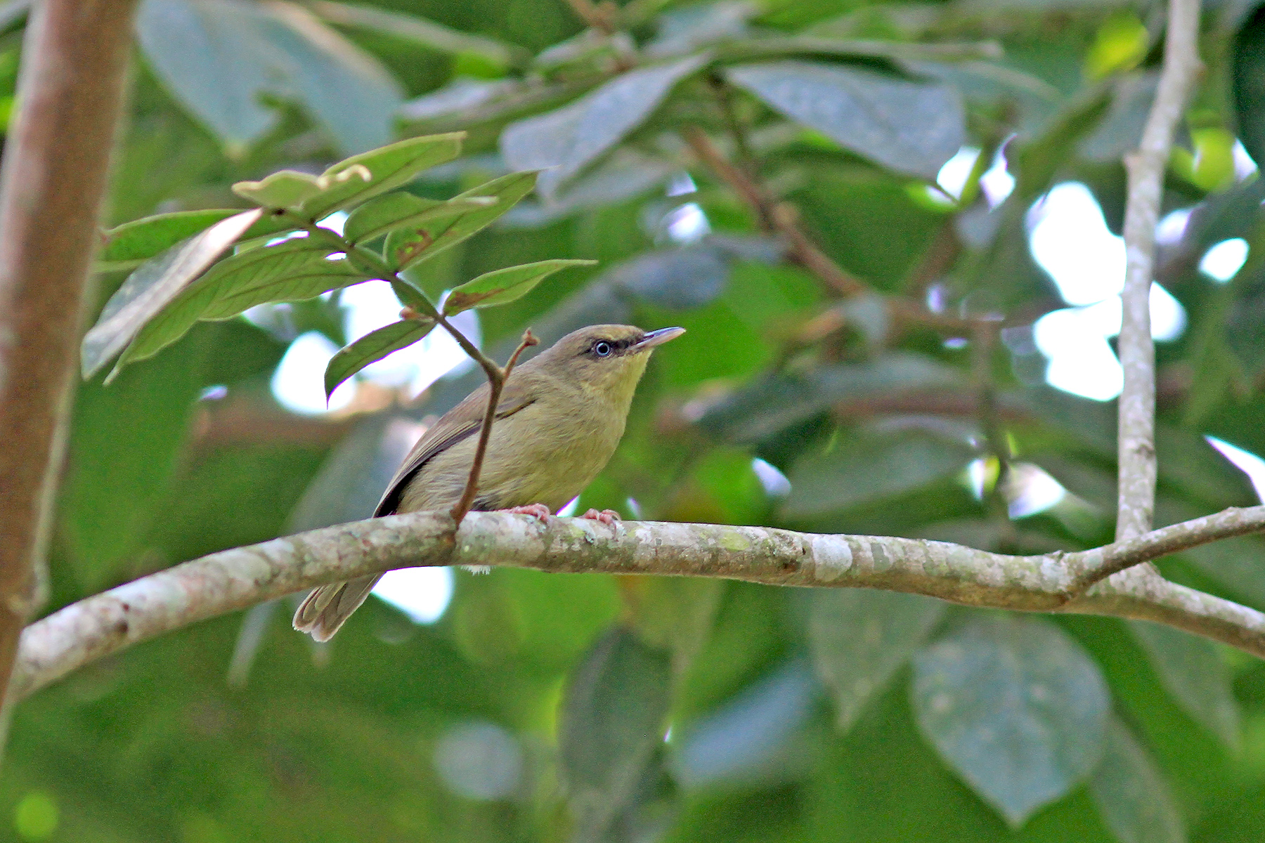 Angola Birding Tours - Angola Birdwatching Tours - Birdquest