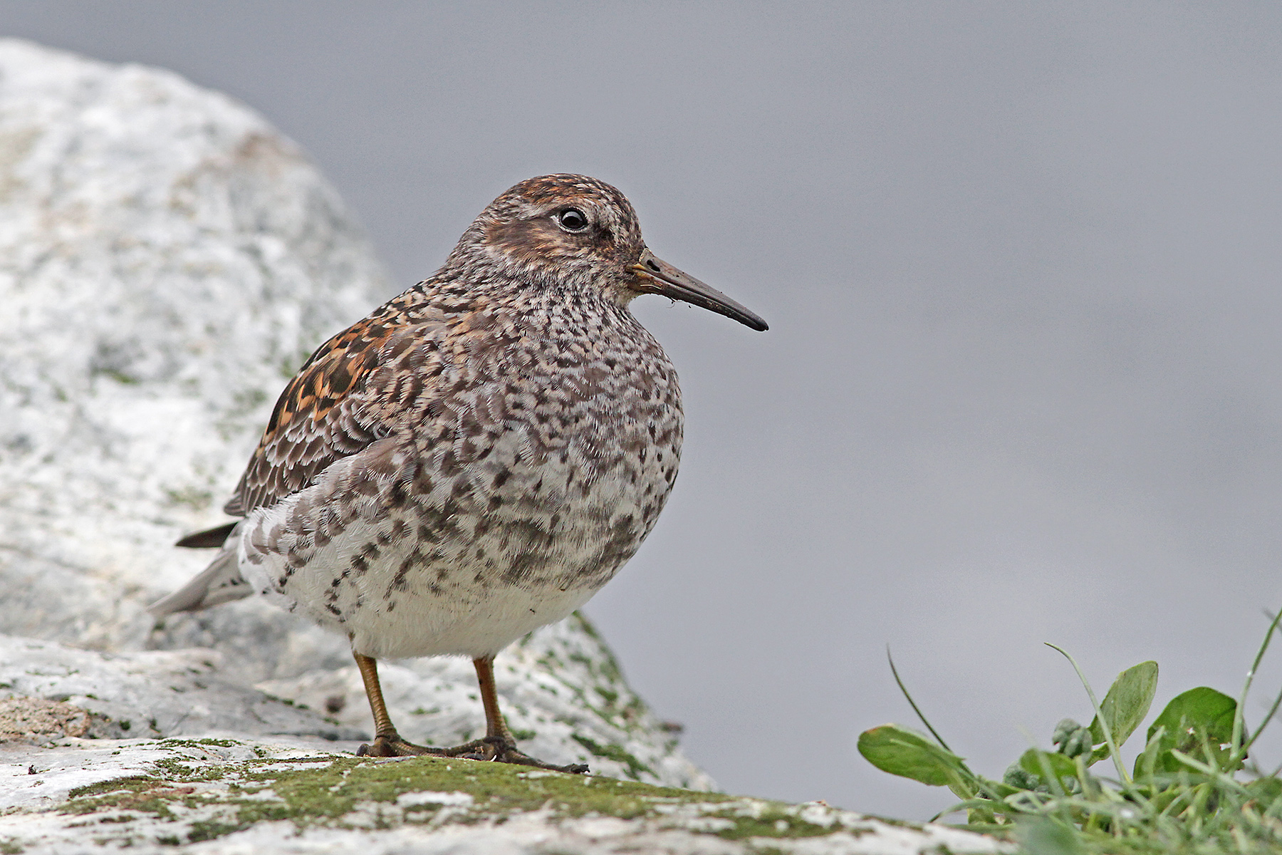 Finland Birding Tours - Birdwatching - Birds of Finland - Birdquest