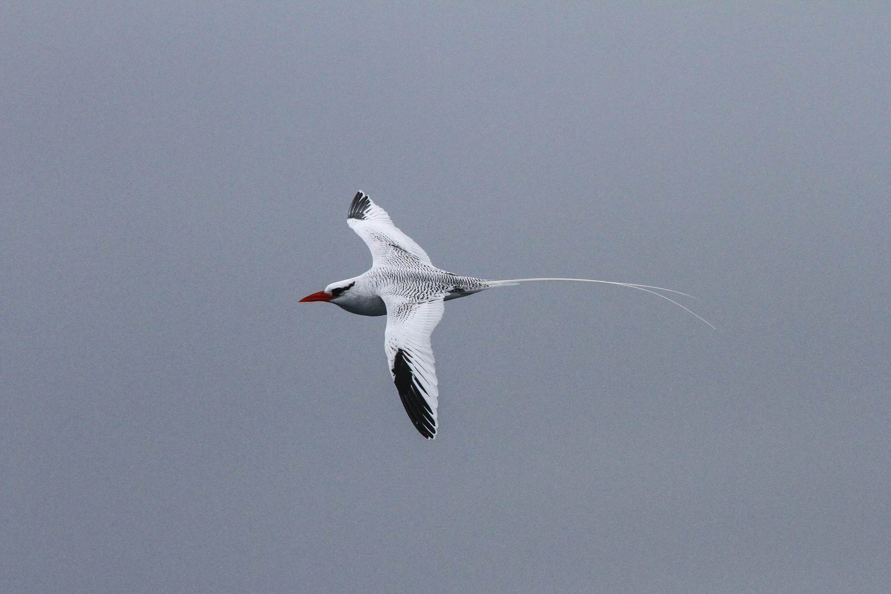 Galapagos Birding Tours - Wildlife - Birdwatching - Birdquest