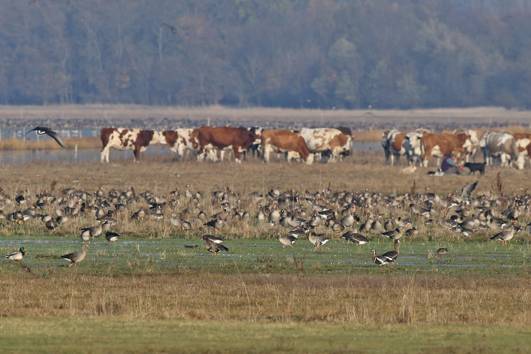 Red-breasted Geese with Greater White-fronted Geese in Hungary (image by János Oláh)