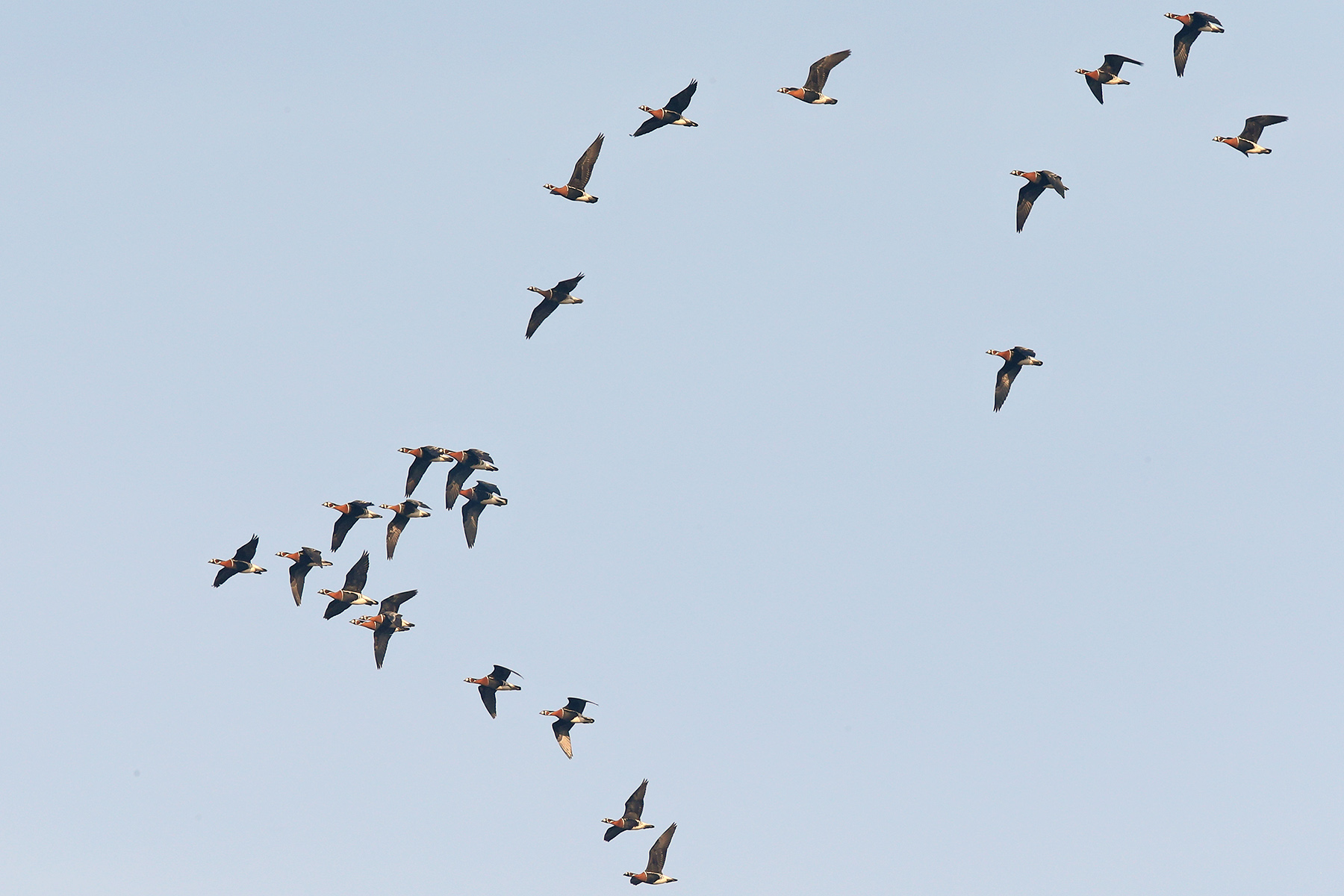 Red-breasted Geese in Hungary (image by János Oláh)