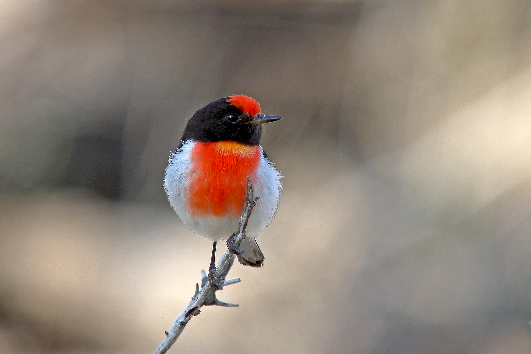 Southern Australia Birding Tours - Tasmania - Birdquest