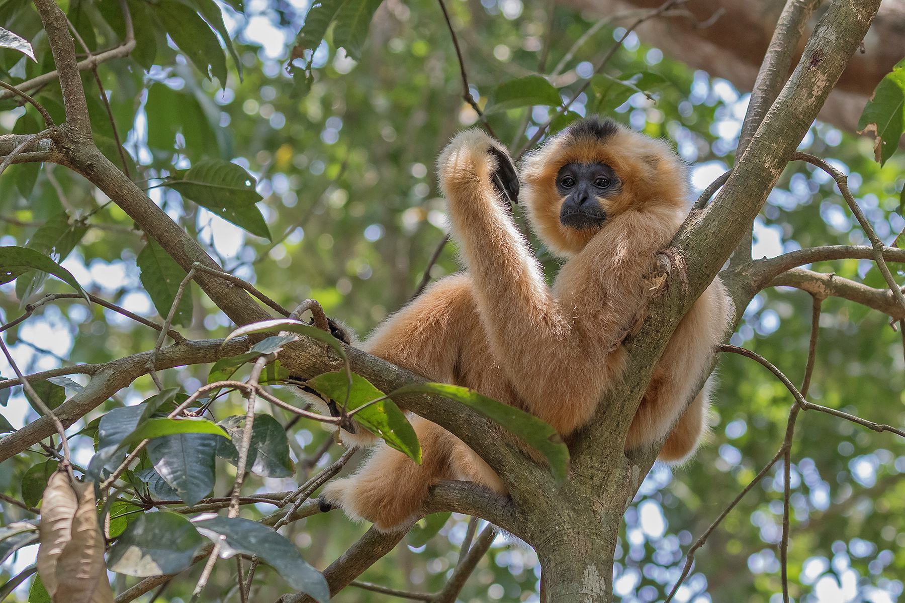 Vietnam Birding Tours - Vietnam Birdwatching Tours - Birdquest