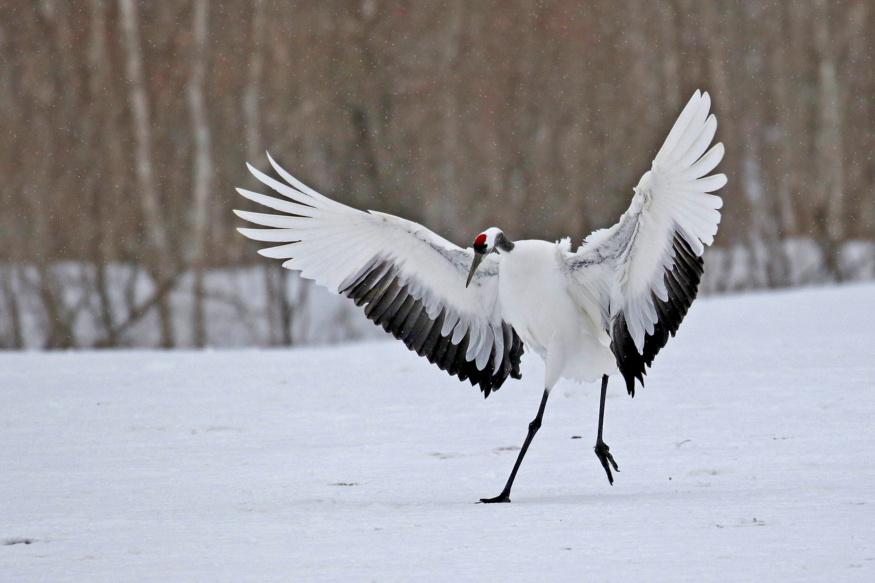 Japan Winter Birding Tours - Japan Birdwatching - Birdquest