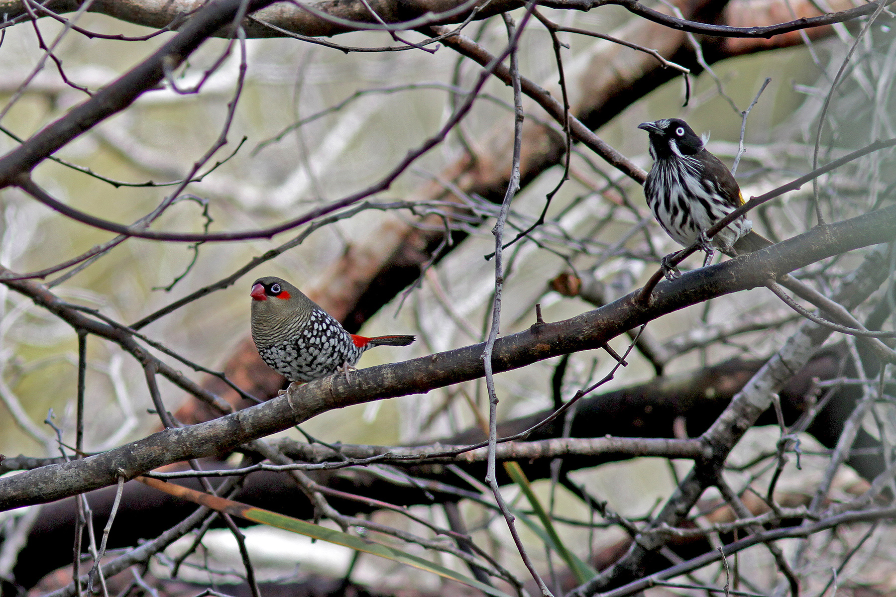 Australia Birding Tours Australia Birdwatching Tours - 