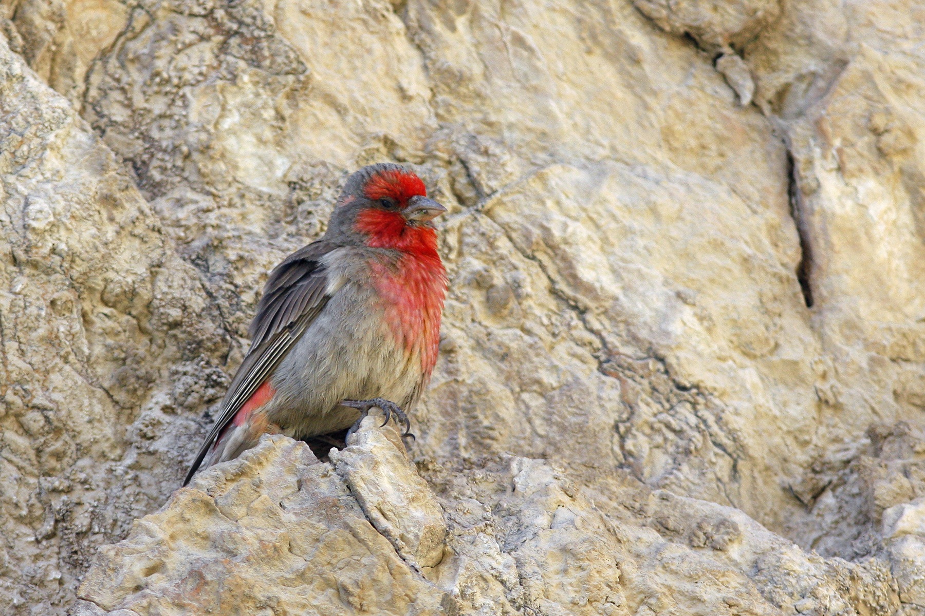 Tibet Birding Tours - Tibetan Plateau - China - Birdquest