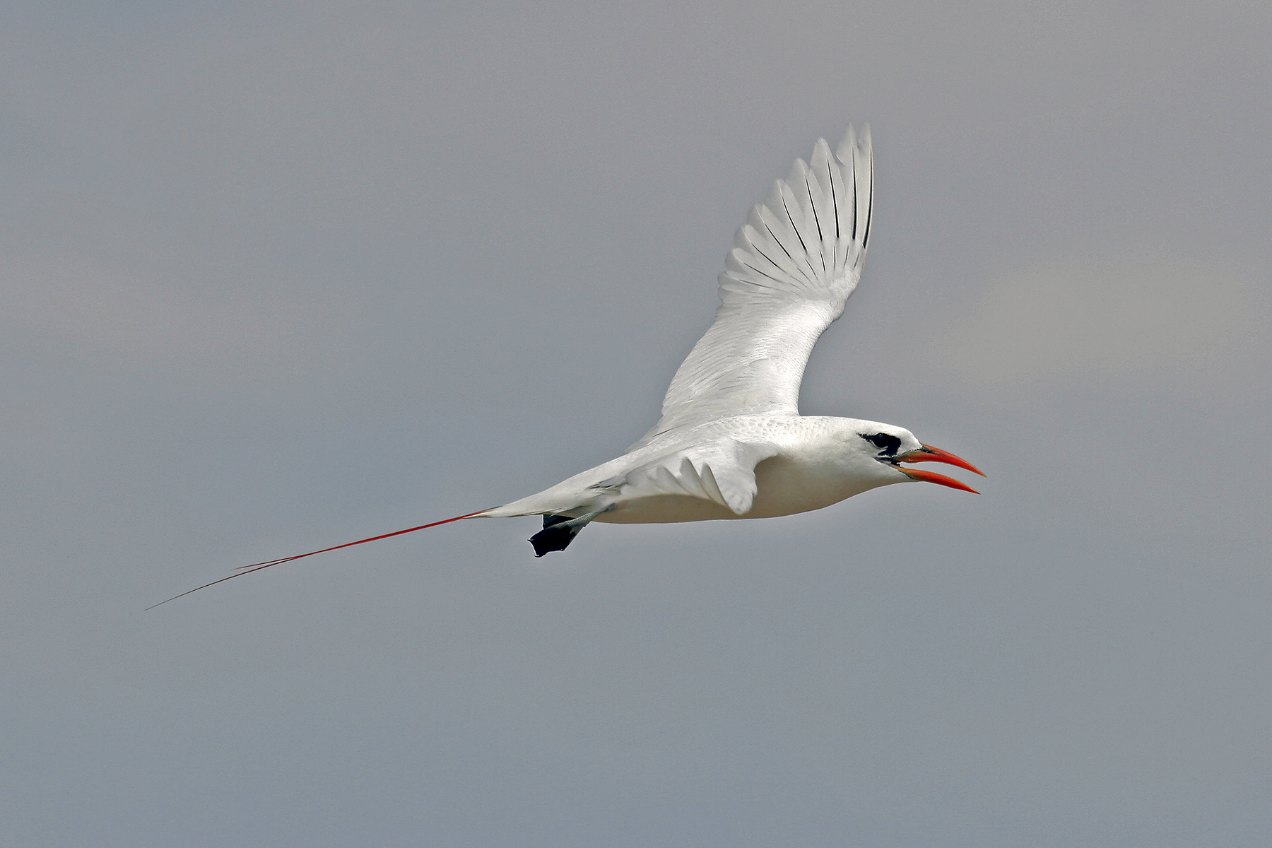 Madagascar Birding Tours - Birdwatching Tours - Birdquest